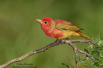 Hawks Aloft, Inc. - This beautiful tie-dye-colored bird is a ...
