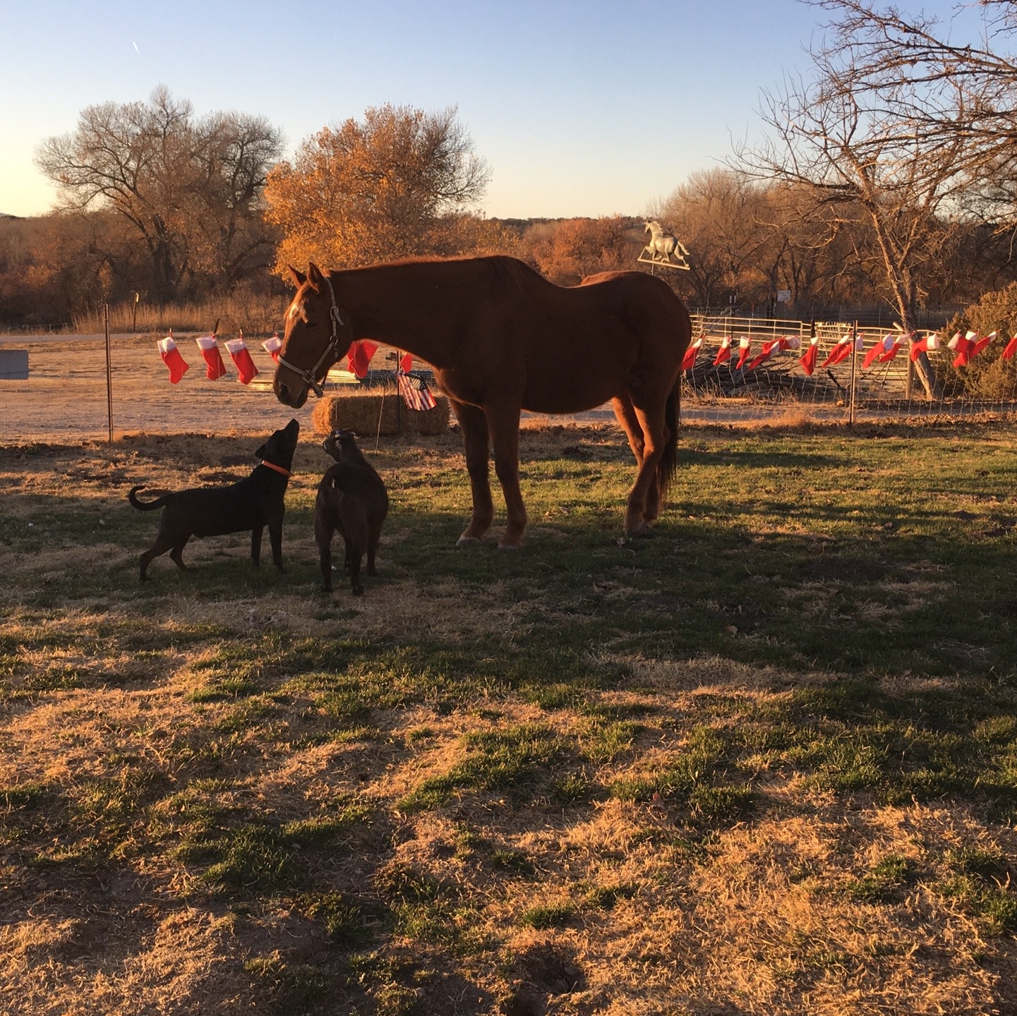 Equine Rescue Center ERC | San Miguel CA