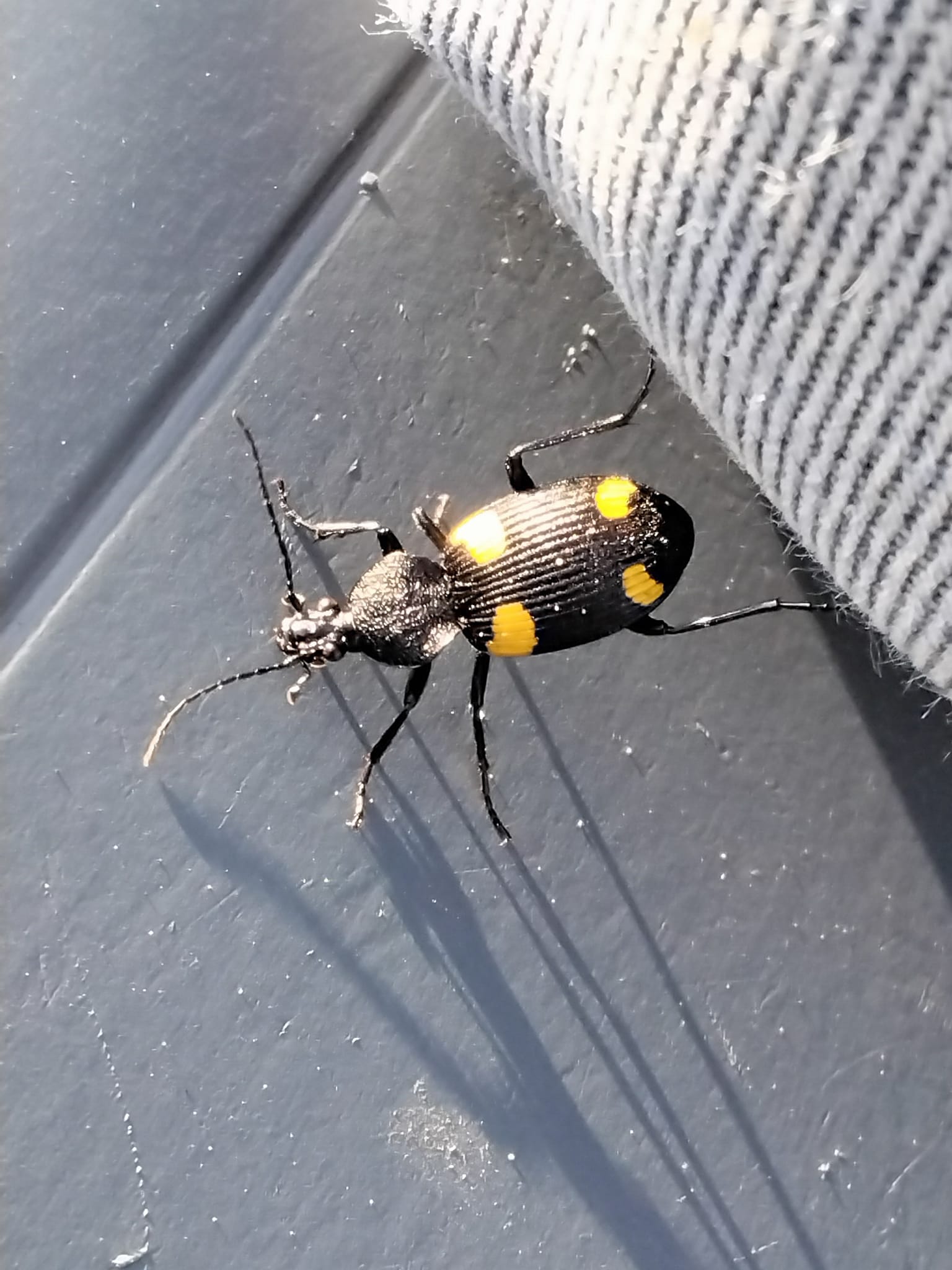 It's the first Julodis viridipes beetle posted to iNaturalist, and