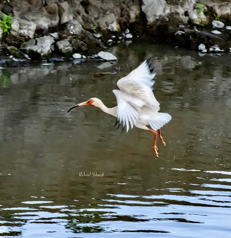 Ibis at Oceanville nj 7/22/26
