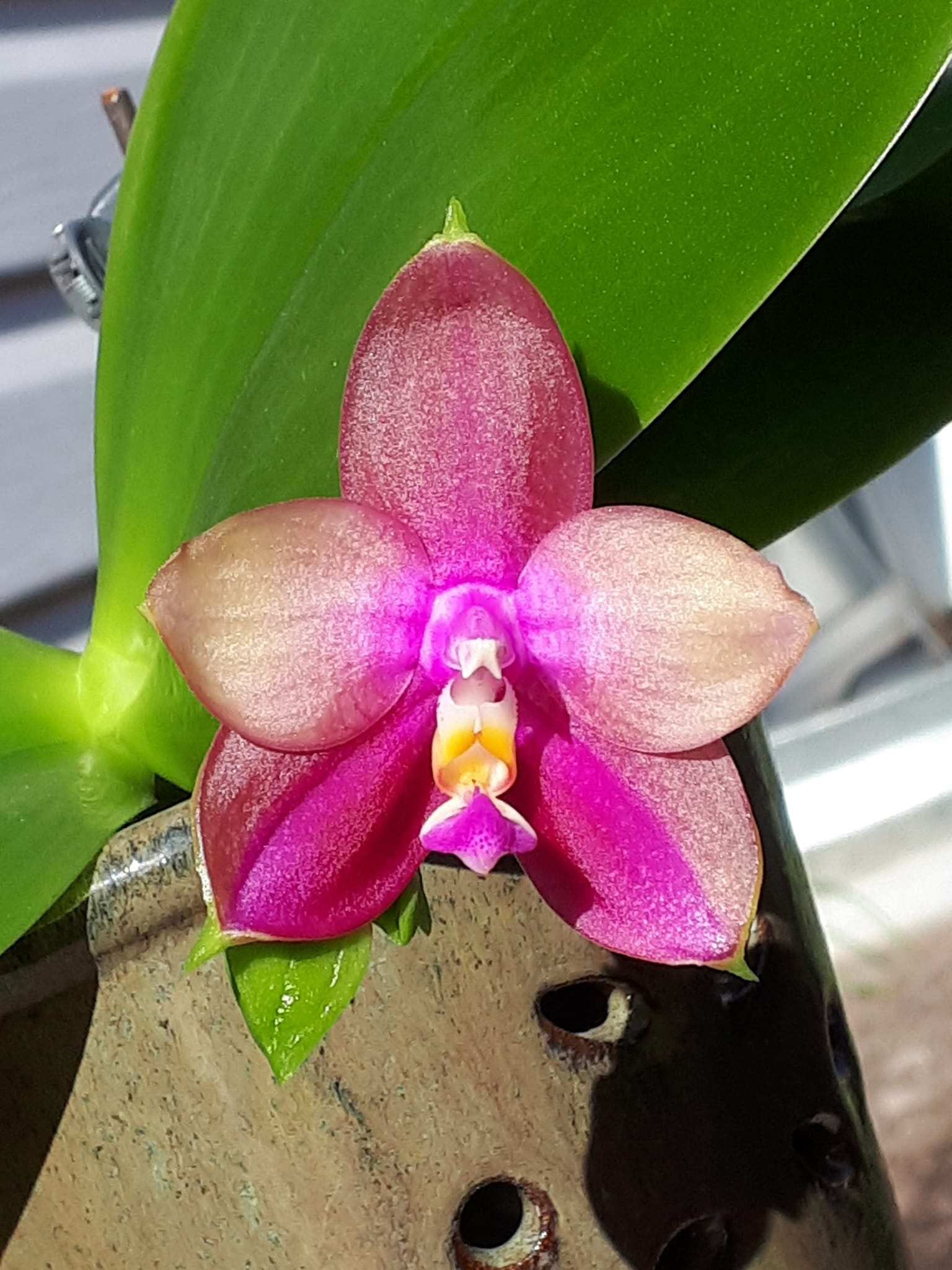 Phal. Hawaii Dragon Girl 'Peter #3' x Phal. Zheng Min Neon #Orchid