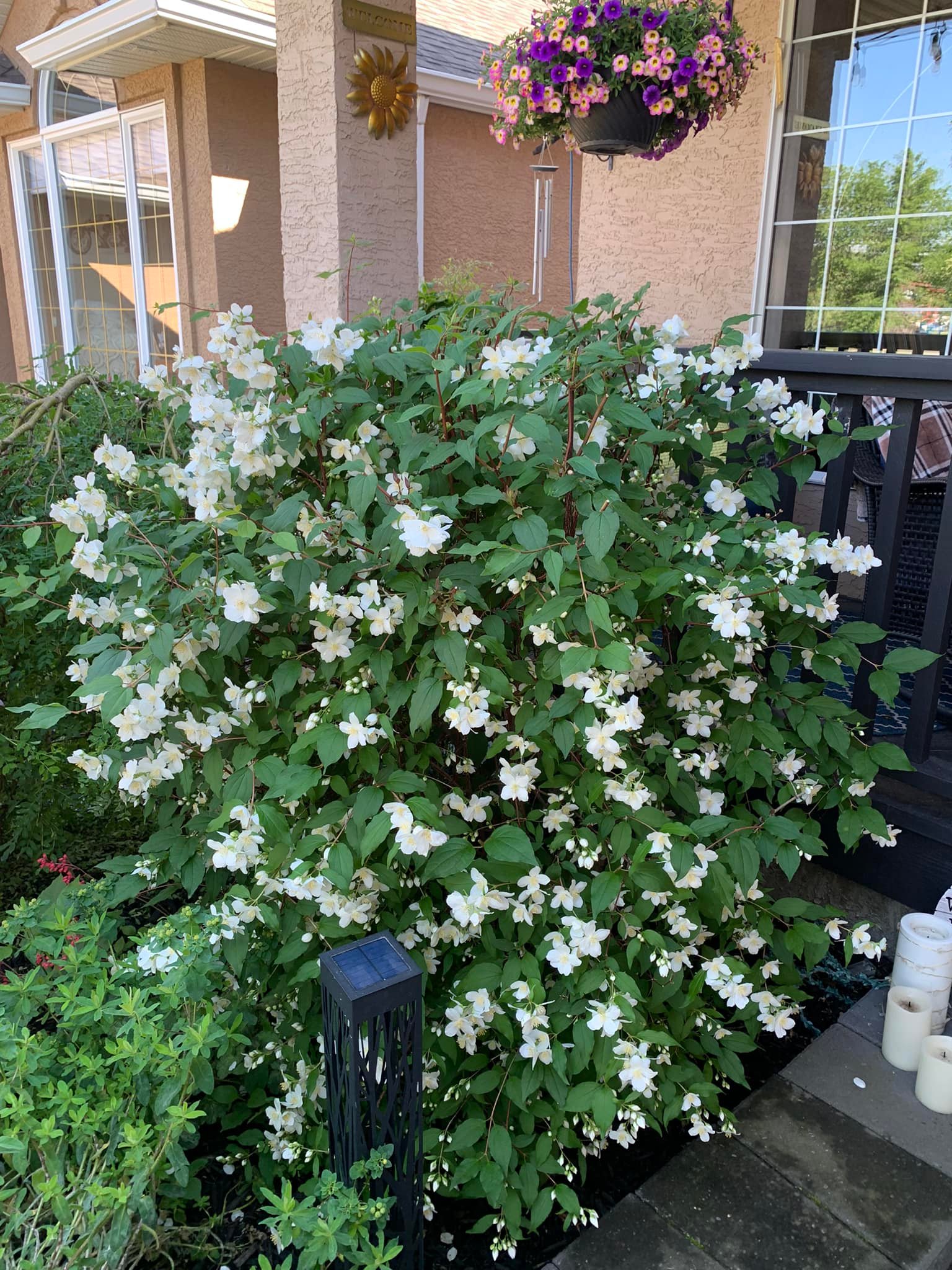 Calgary gardeners, what's your favorite mock orange variety?