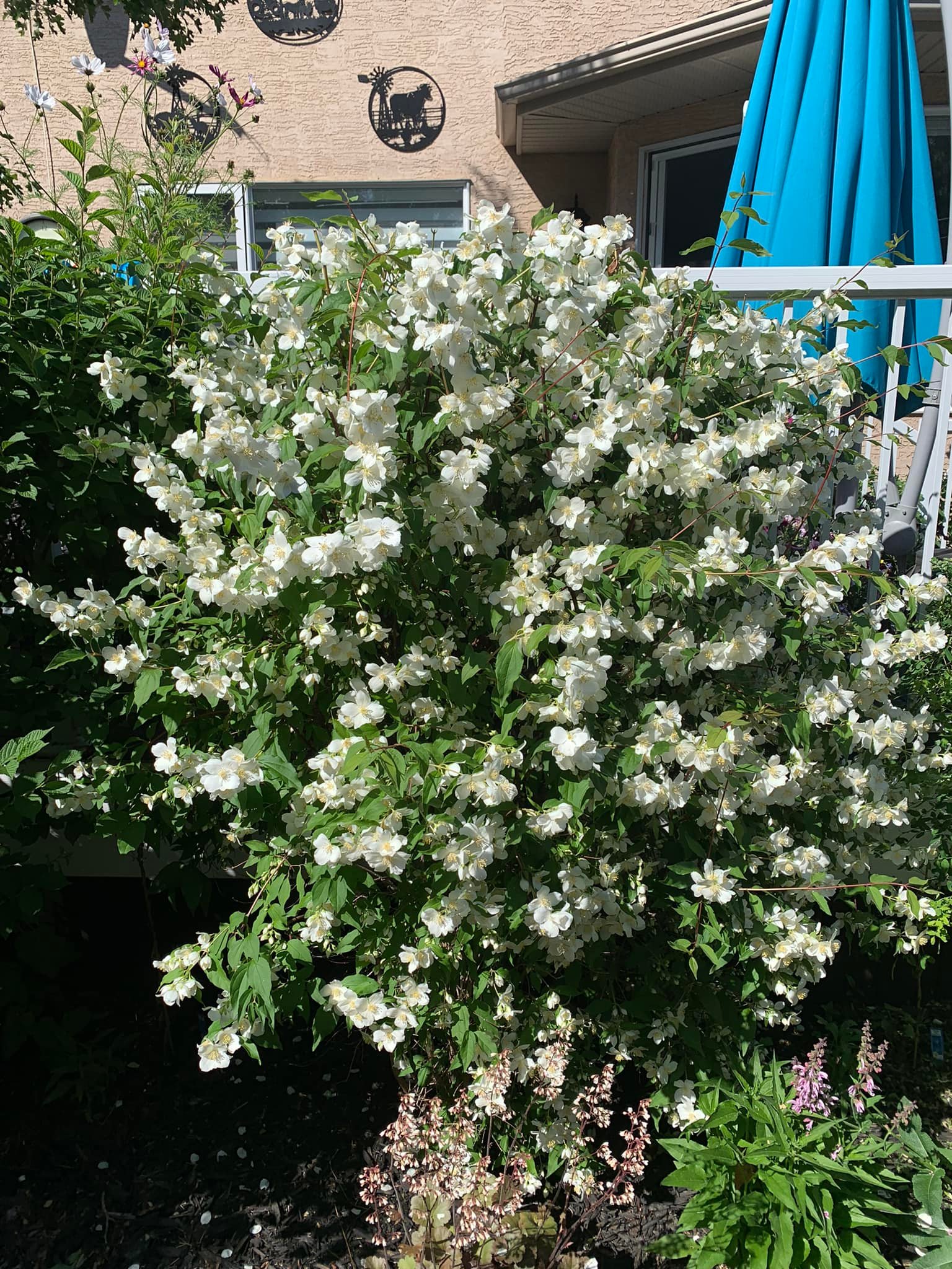 Calgary gardeners, what's your favorite mock orange variety?