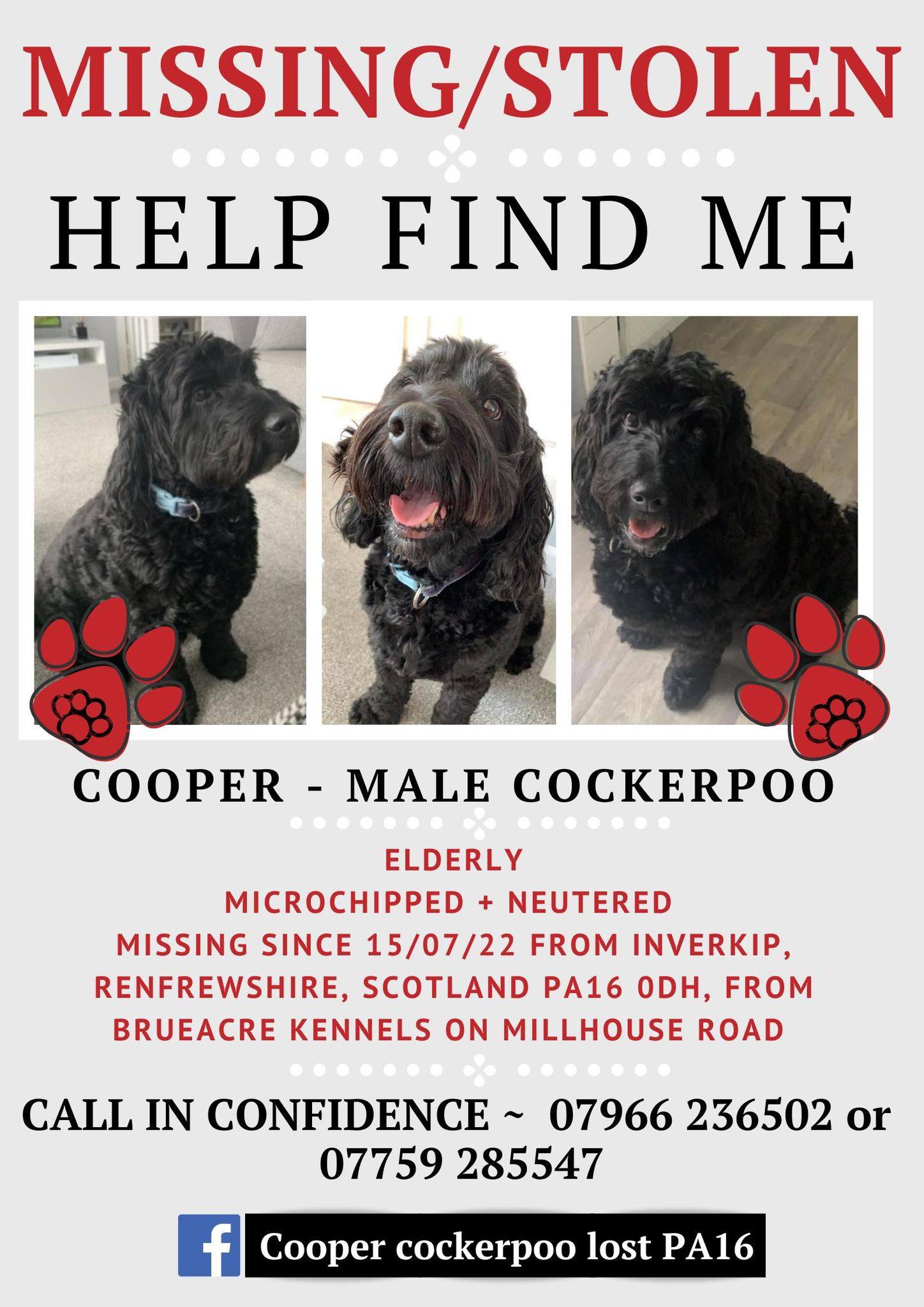 Cooper cockerpoo LOST / STOLEN PA16 TEL:07966236502/07759285547 ...