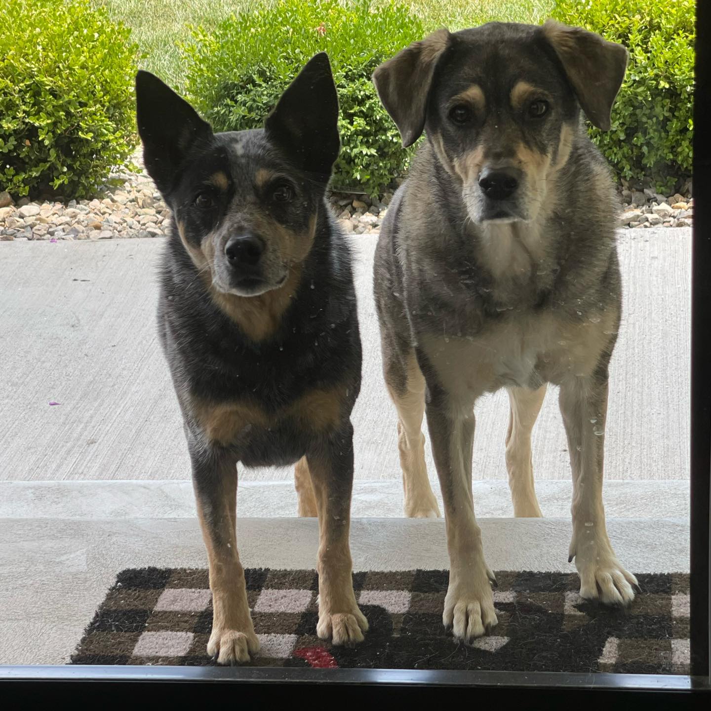 Dynamic K-9 - The K9 creepers are back… | Facebook