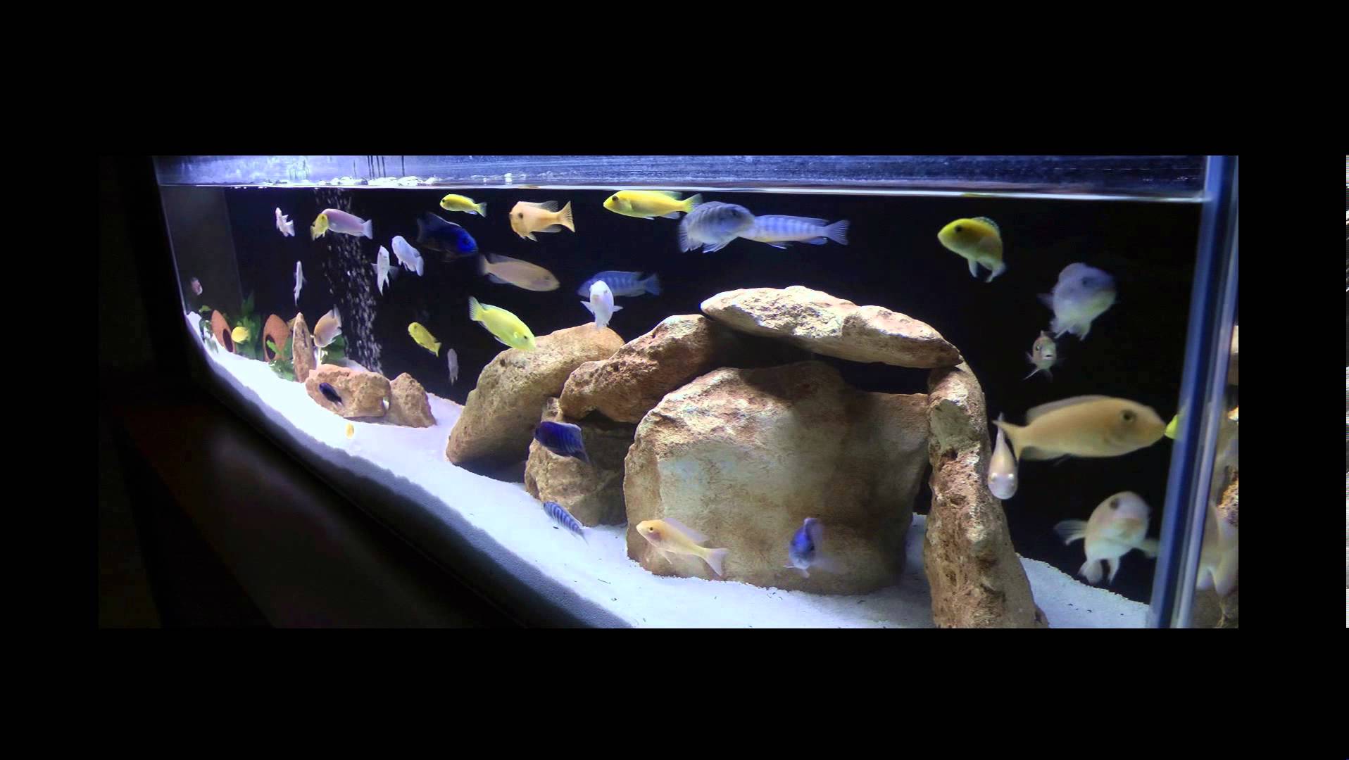 Tropical Fish Hobbyist Tauranga | Would anyone have any plant cuttings ...