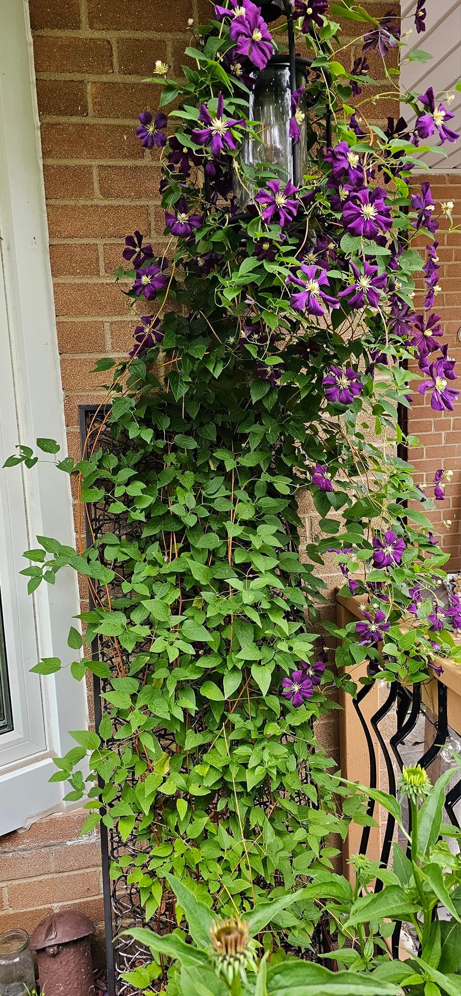 Why does Jackmanii superba clematis only flower at the top of the
