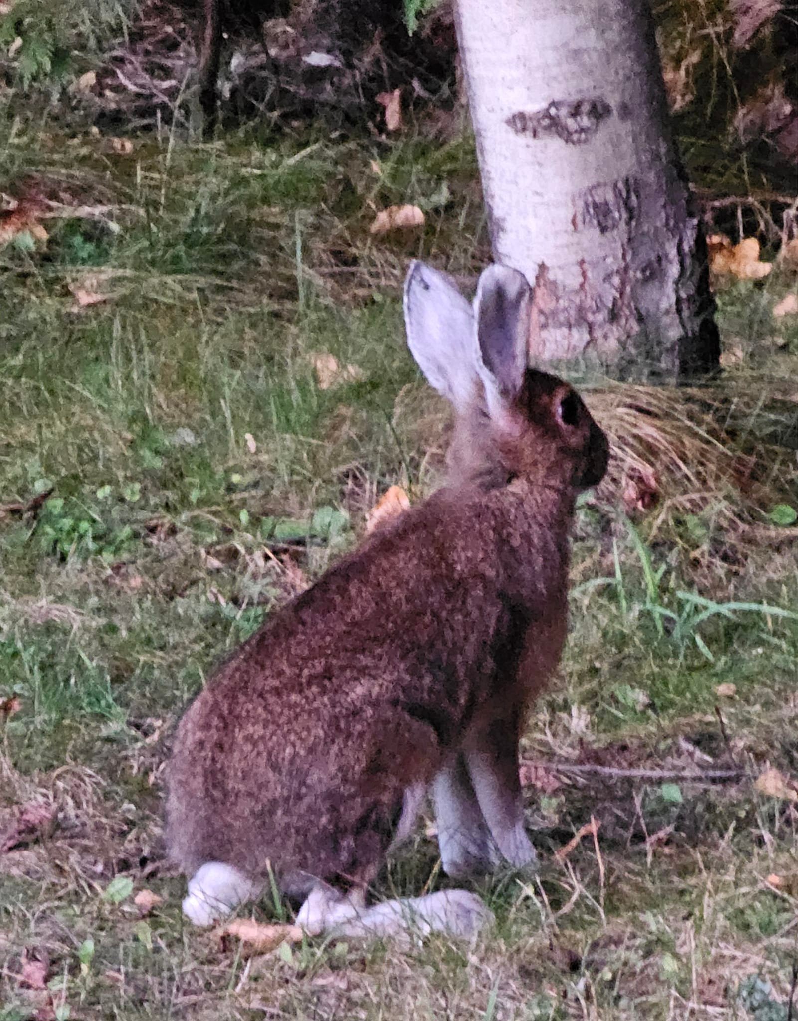 Rabbits changing coat color for winter on Manitoulin