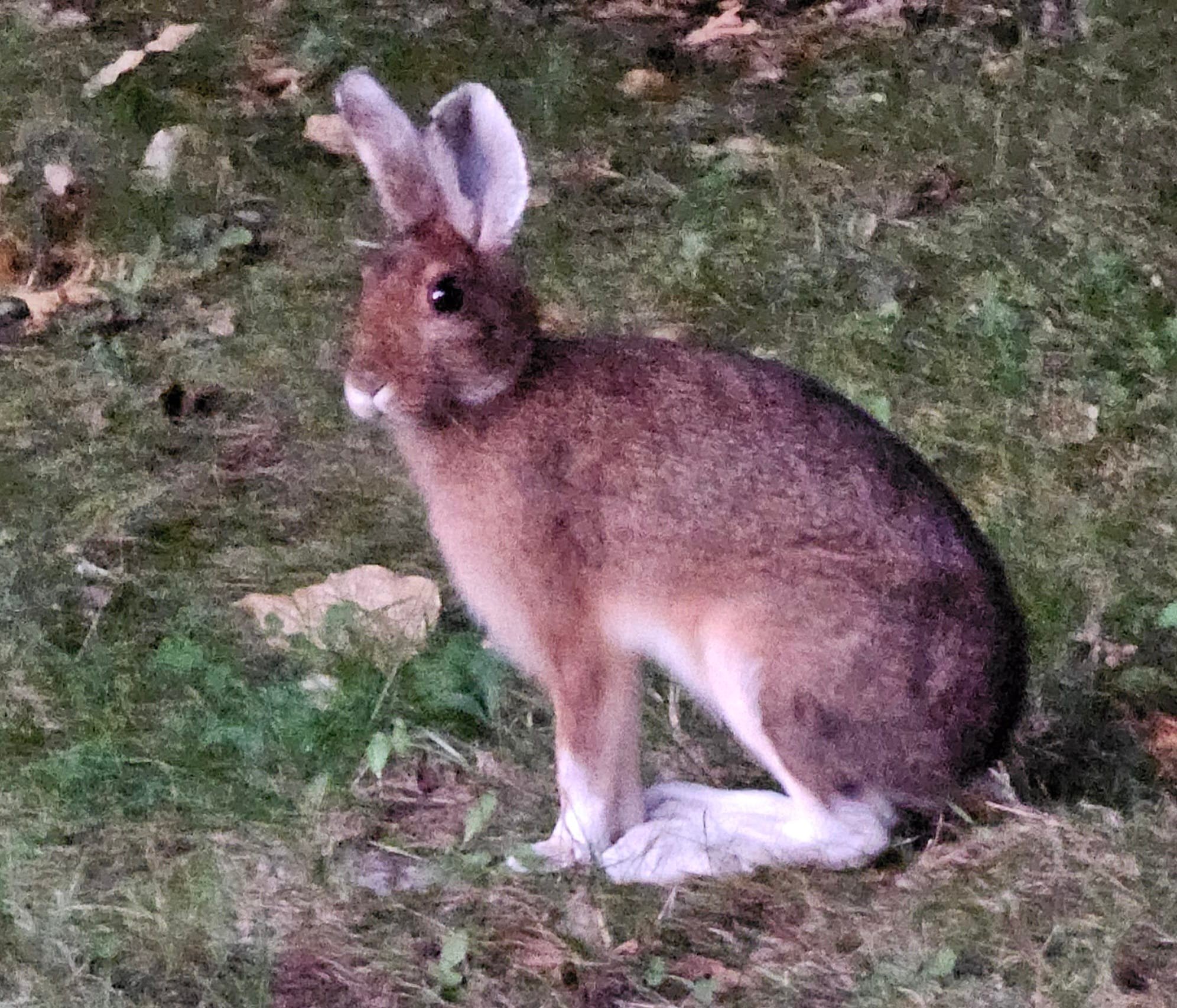 Rabbits changing coat color for winter on Manitoulin