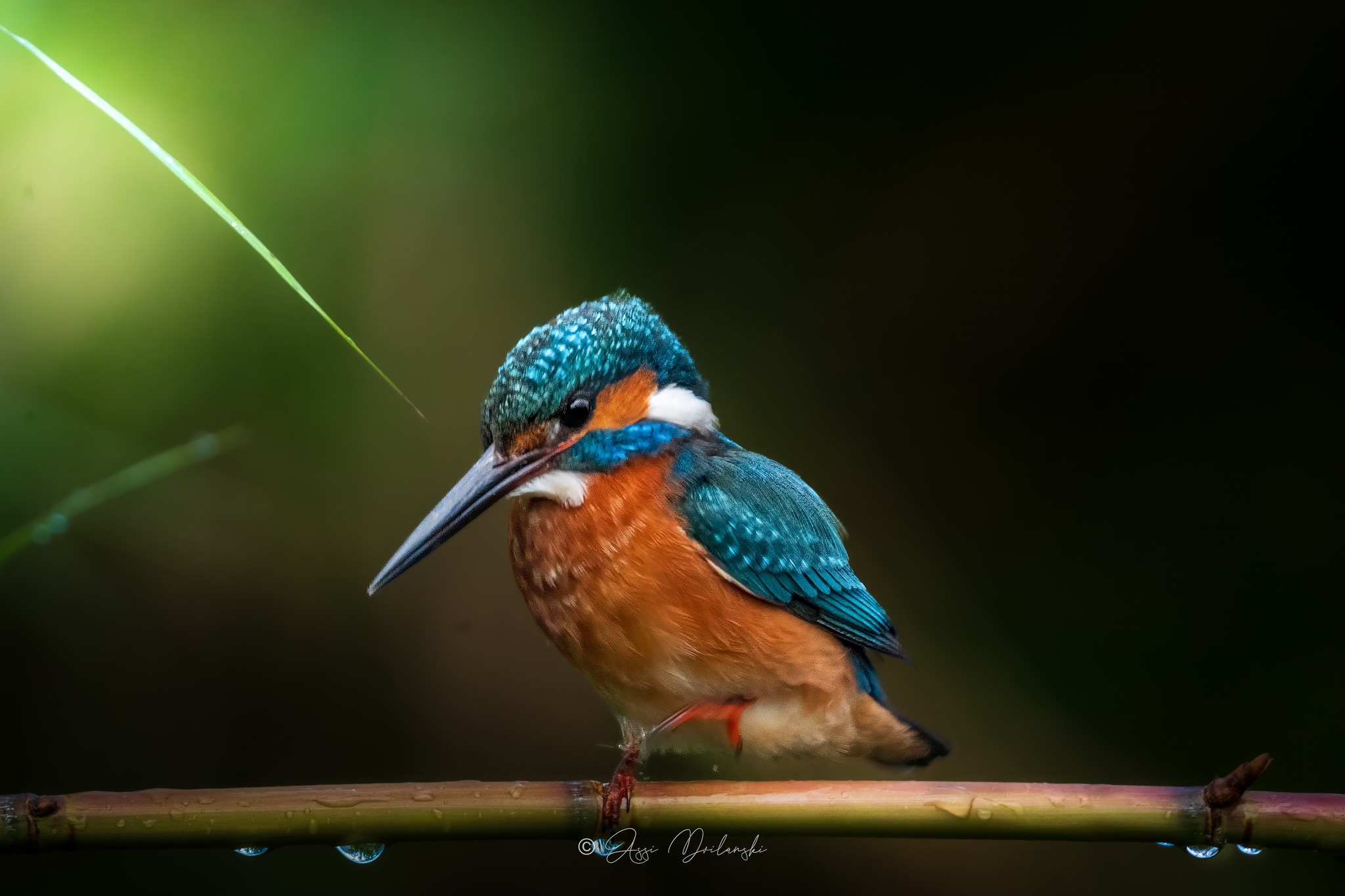 Kingfisher photo taken with Nikon Z8
