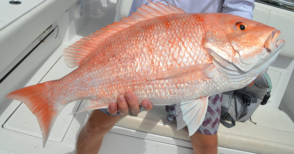 The South Atlantic red snapper... - Sport Fishing Magazine