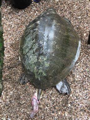 The Visayan - Sea turtle rescued BY JOEVEL BARTOLOME A stranded male ...