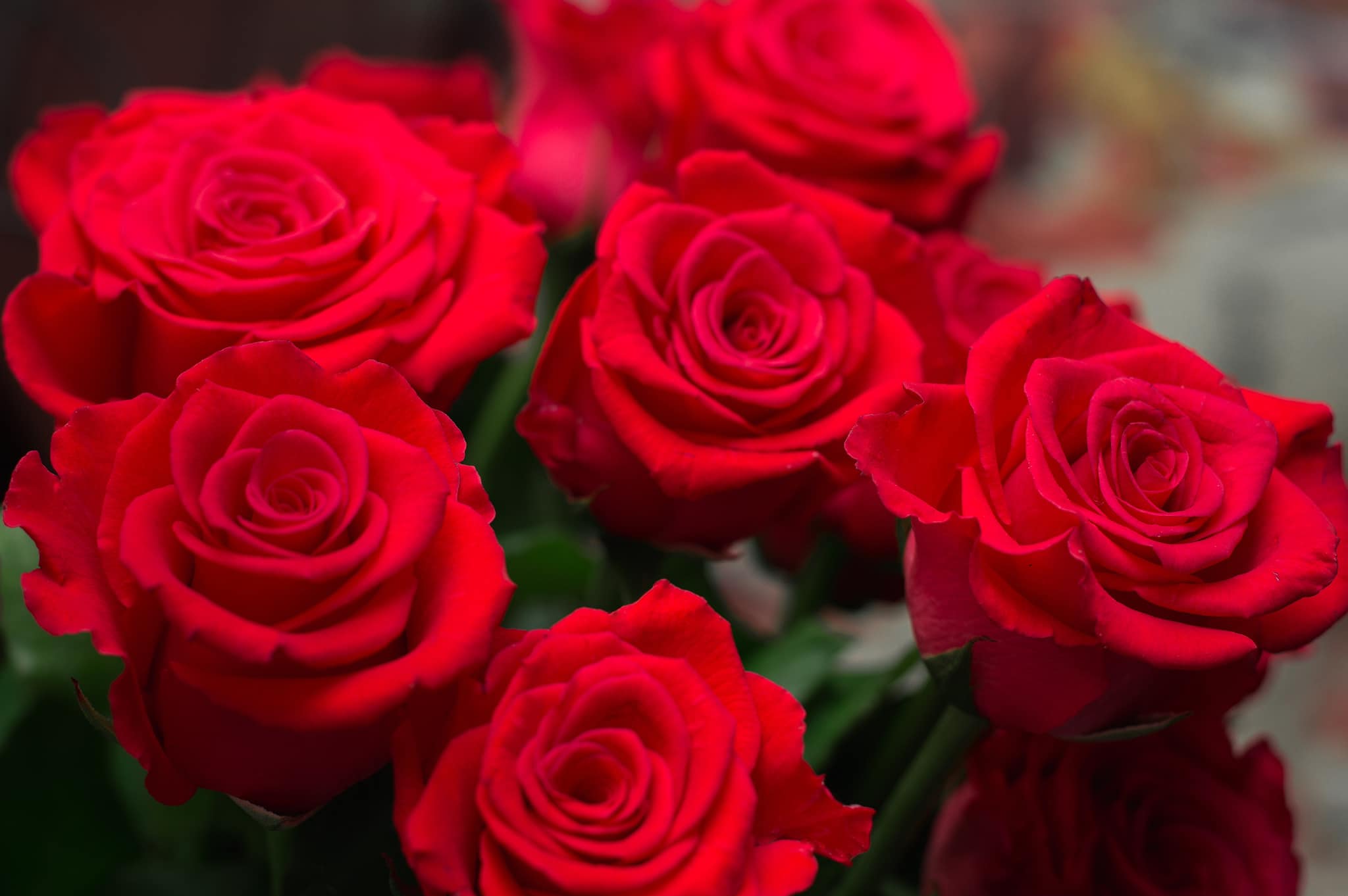 Rio Roses - Our Rio Freedom Red rose is as classic as any...