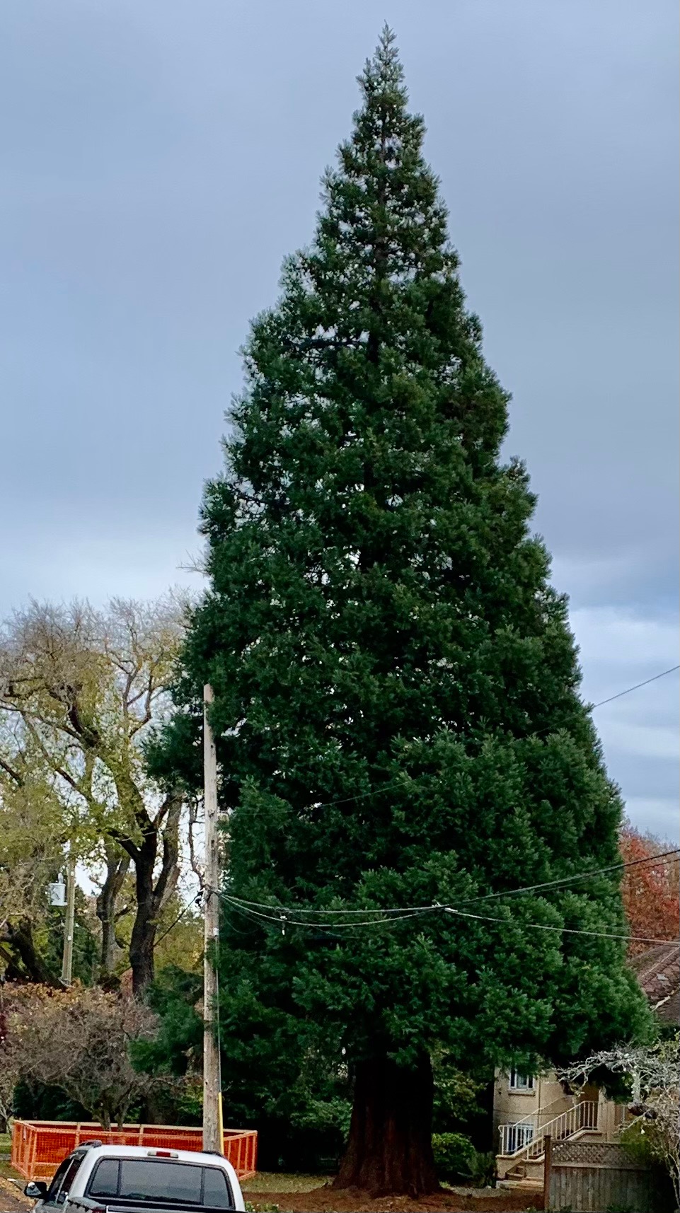 Historic giant sequoia in Nanaimo, BC, Canada