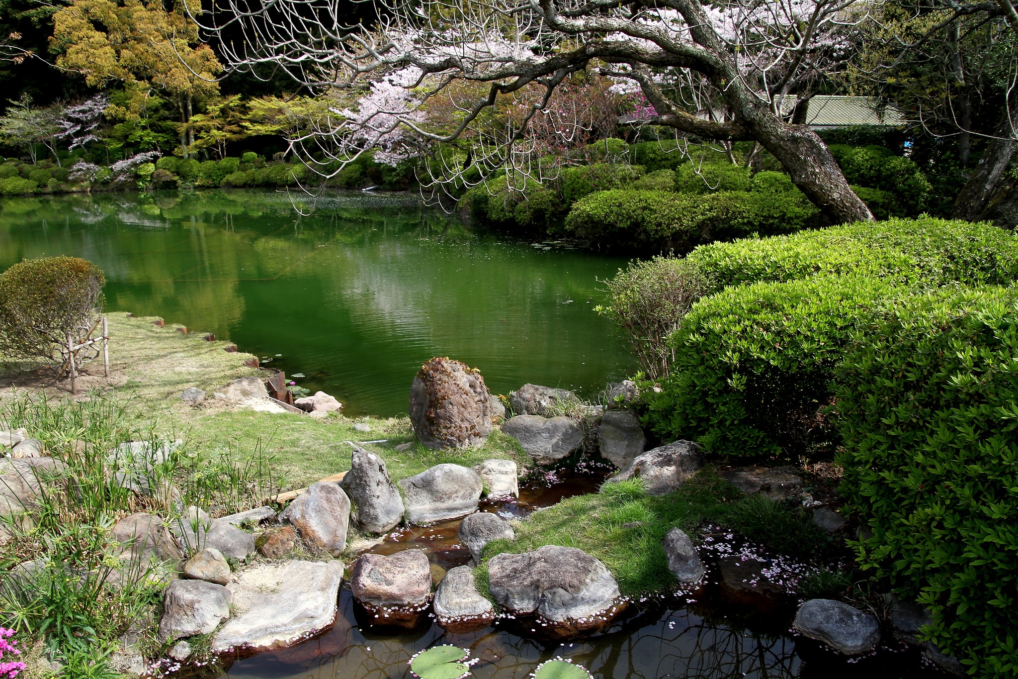 Progress on zen japanese inspired garden