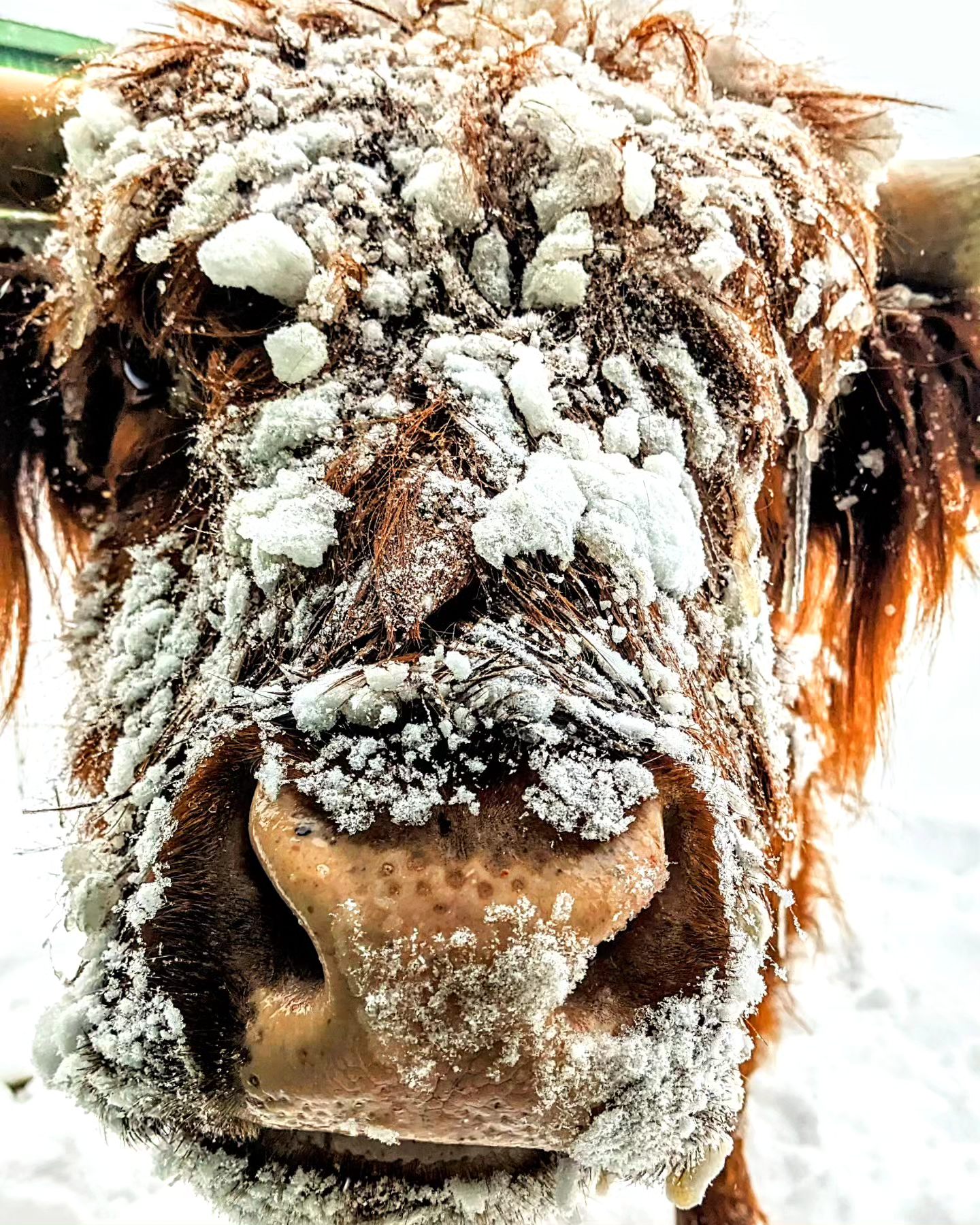 Scottish Highland Cows have thick, shaggy coats to protect them 