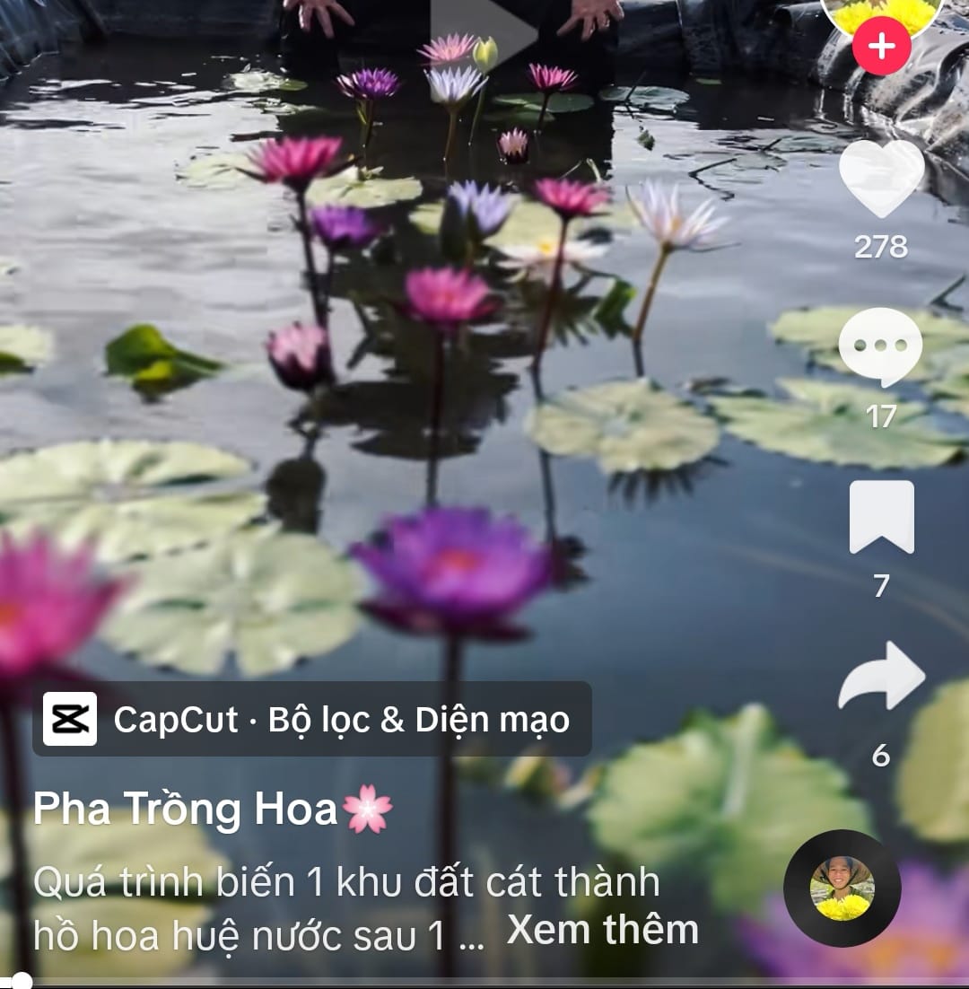 THÍCH TRỒNG CÂY và RAU SẠCH TẠI NHÀ | Giờ mới biết có người (dân Huế ...