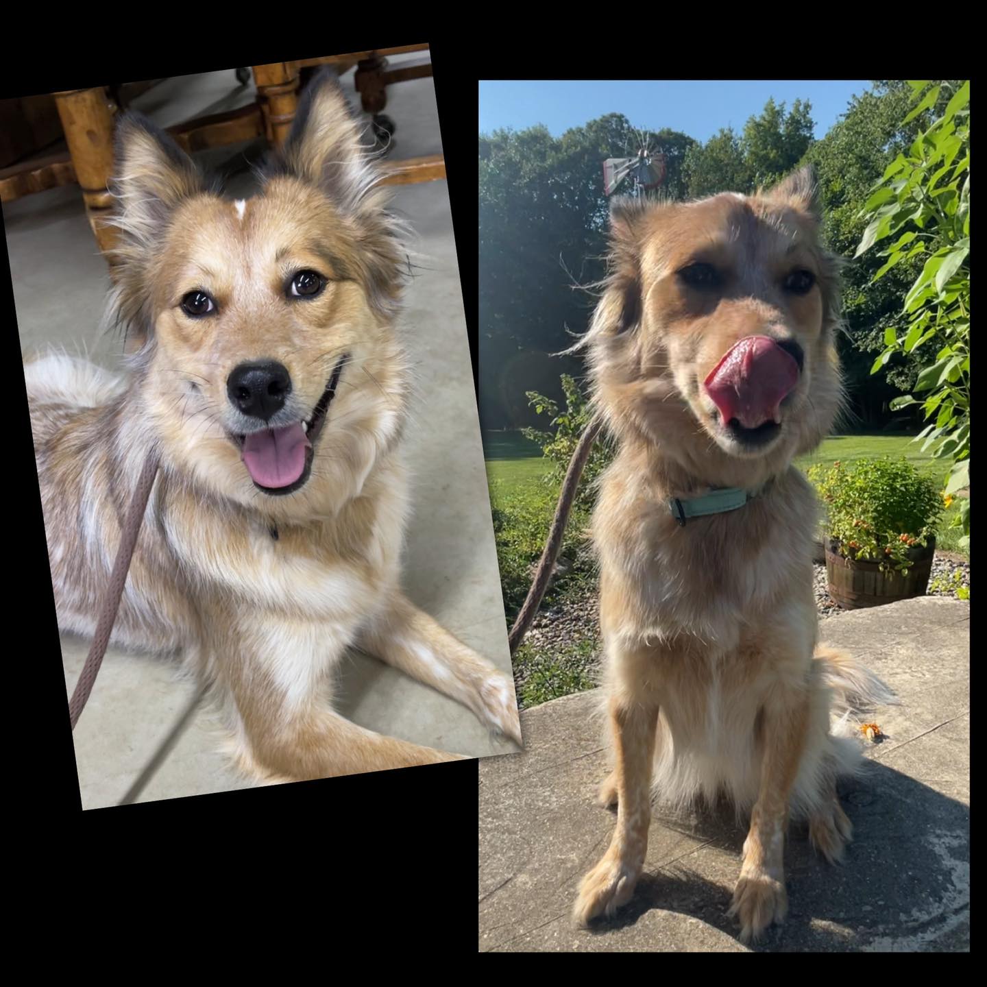 Dynamic K-9 - Meet DK9’s newest camper, Ryn the 3 year old...
