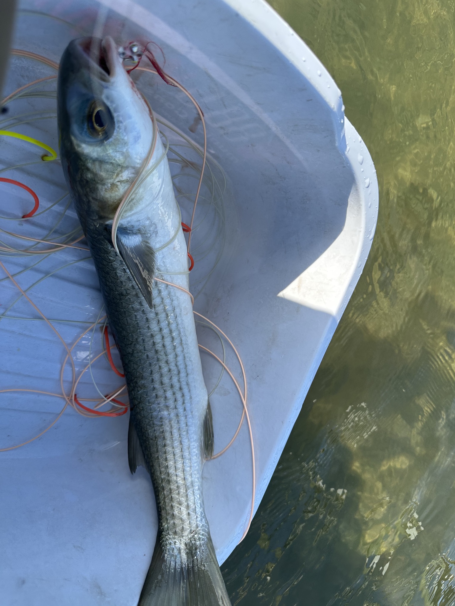 Catching Mullet On A Fly Tackle And Tactics To Catch Thick Lipped