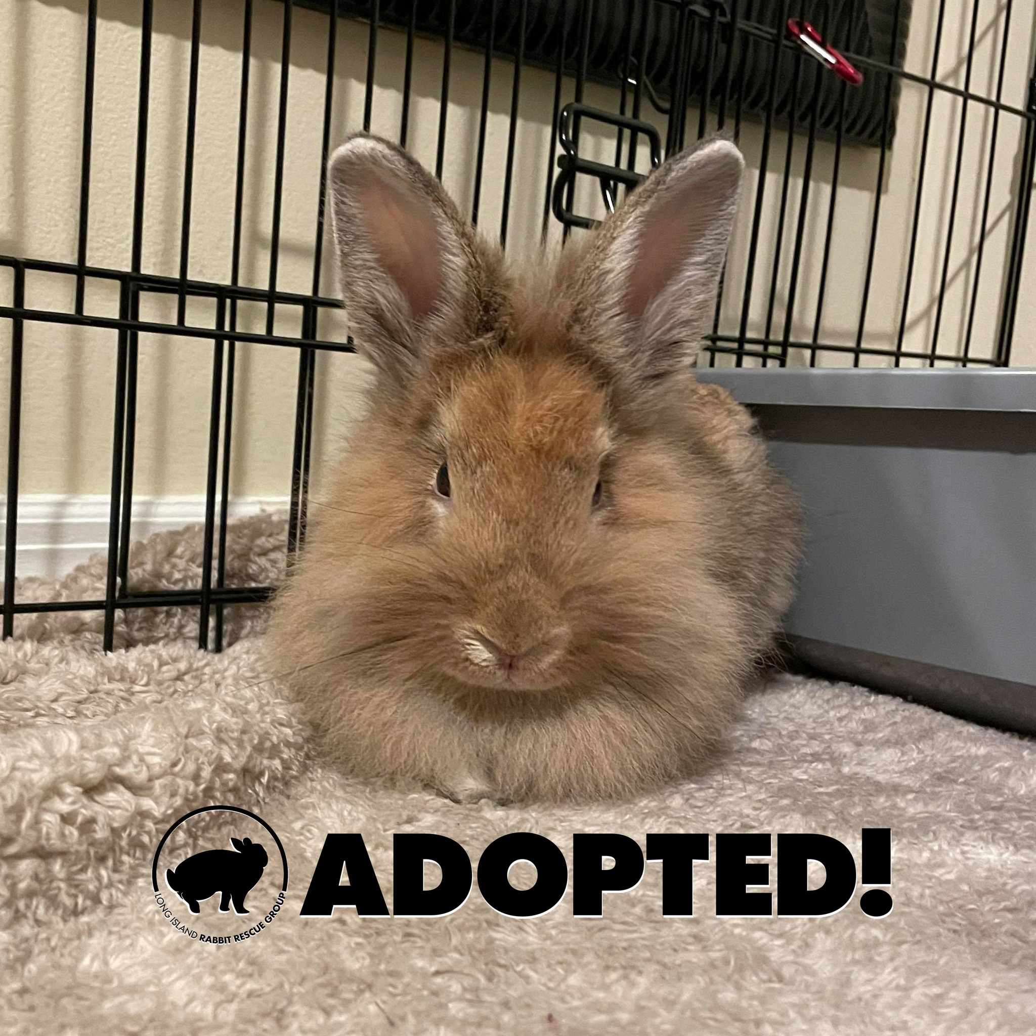 Congratulations to mama... - Long Island Rabbit Rescue Group | Facebook