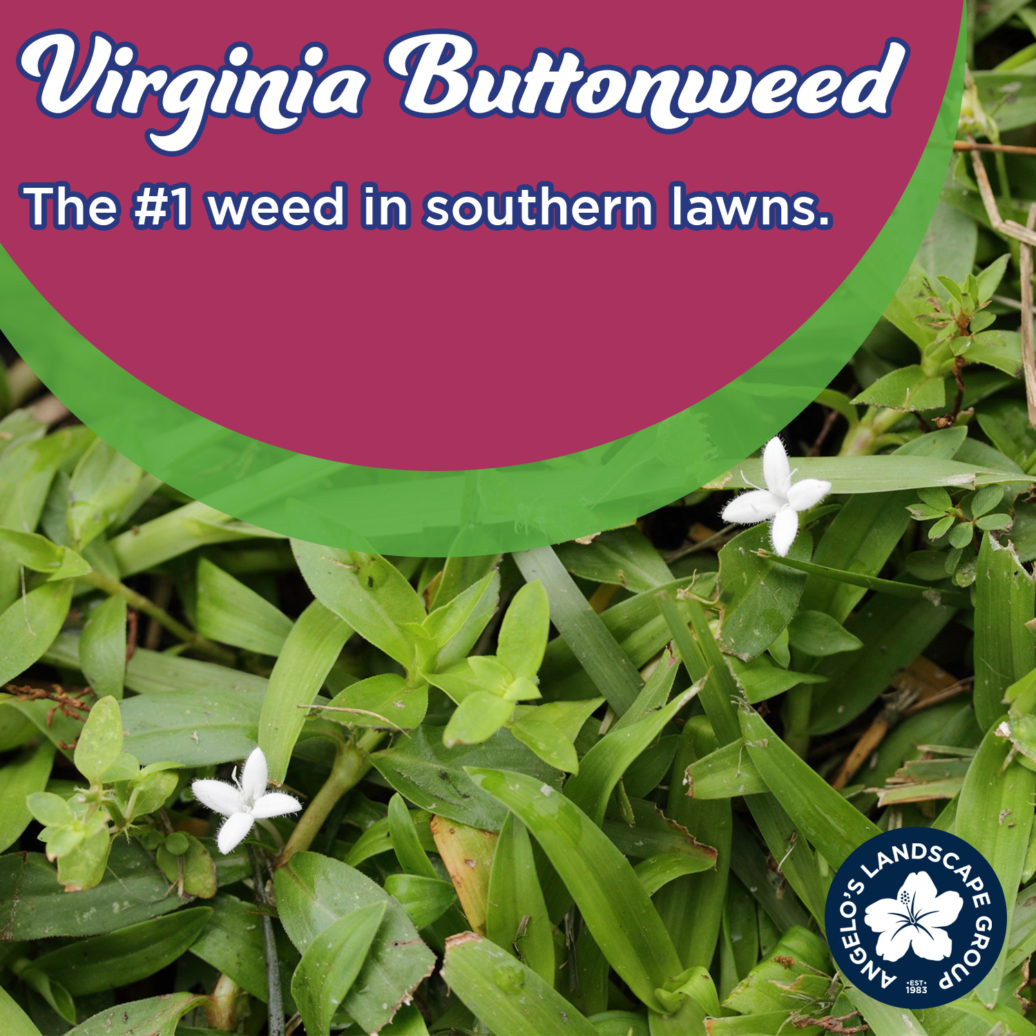 Angelo's Landscape Group - Keep an eye out for Virginia buttonweed ...