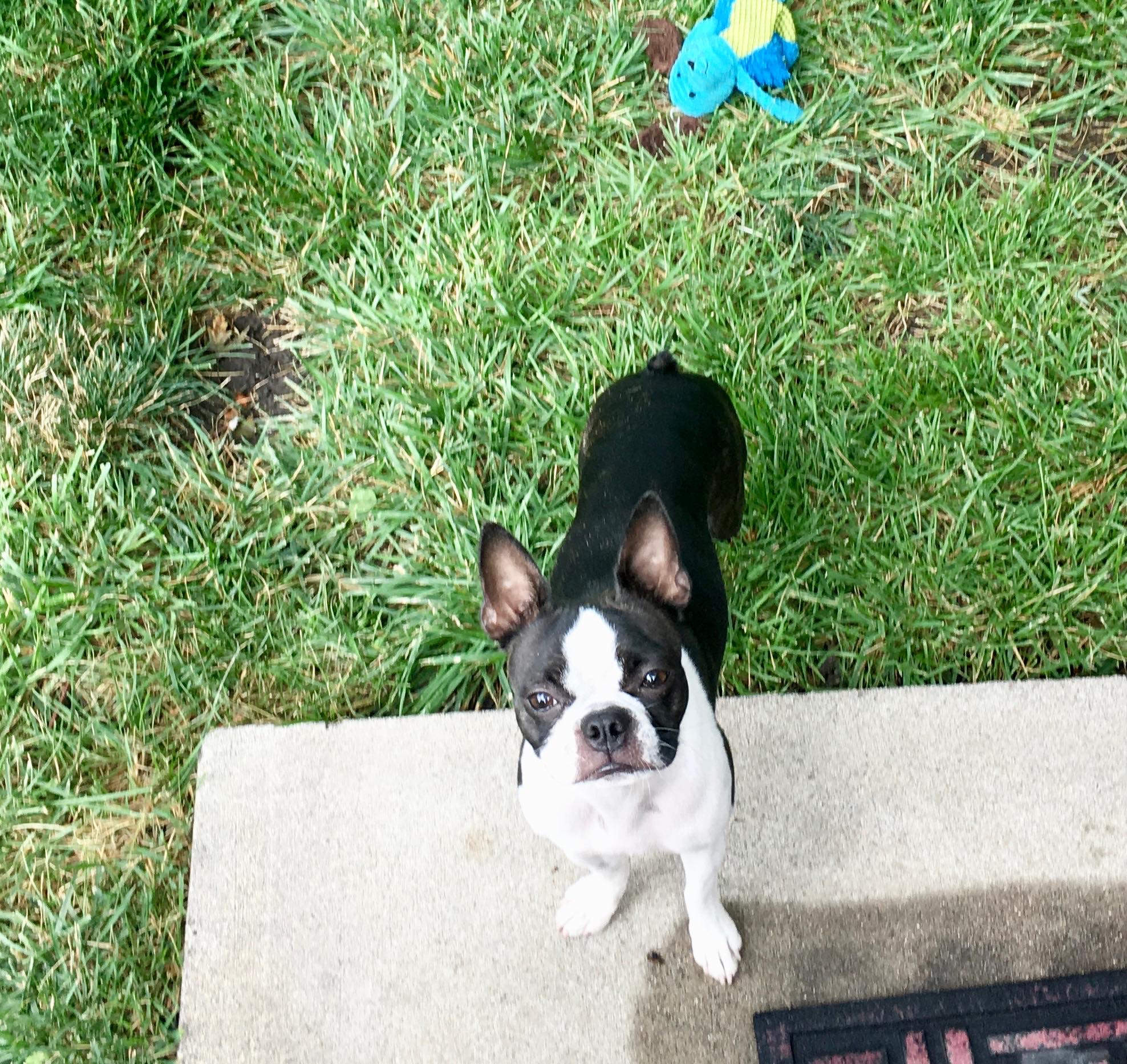 FOUND !! My friend dog is missing- last seen about 5:30 3409 N 68th