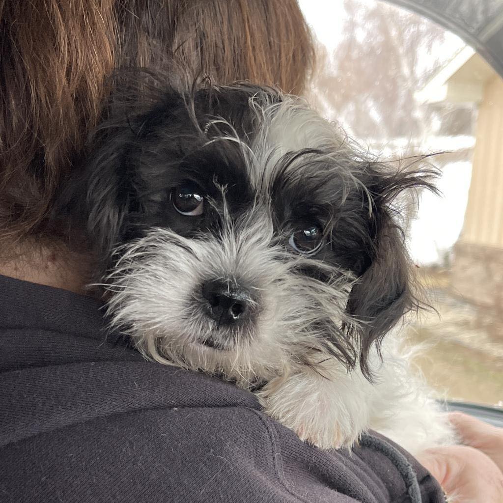 Humane Society of Freeborn County - Meet new puppy on the block - York ...