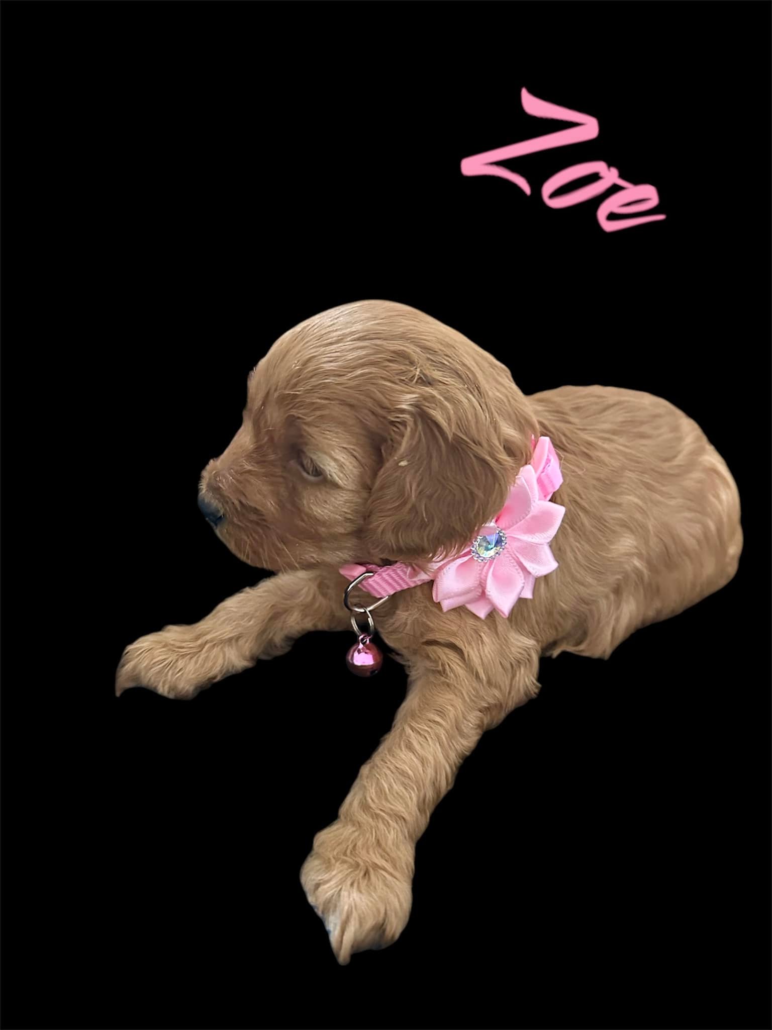 COCKAPOO PUPPIES FOR REHOMING | Facebook