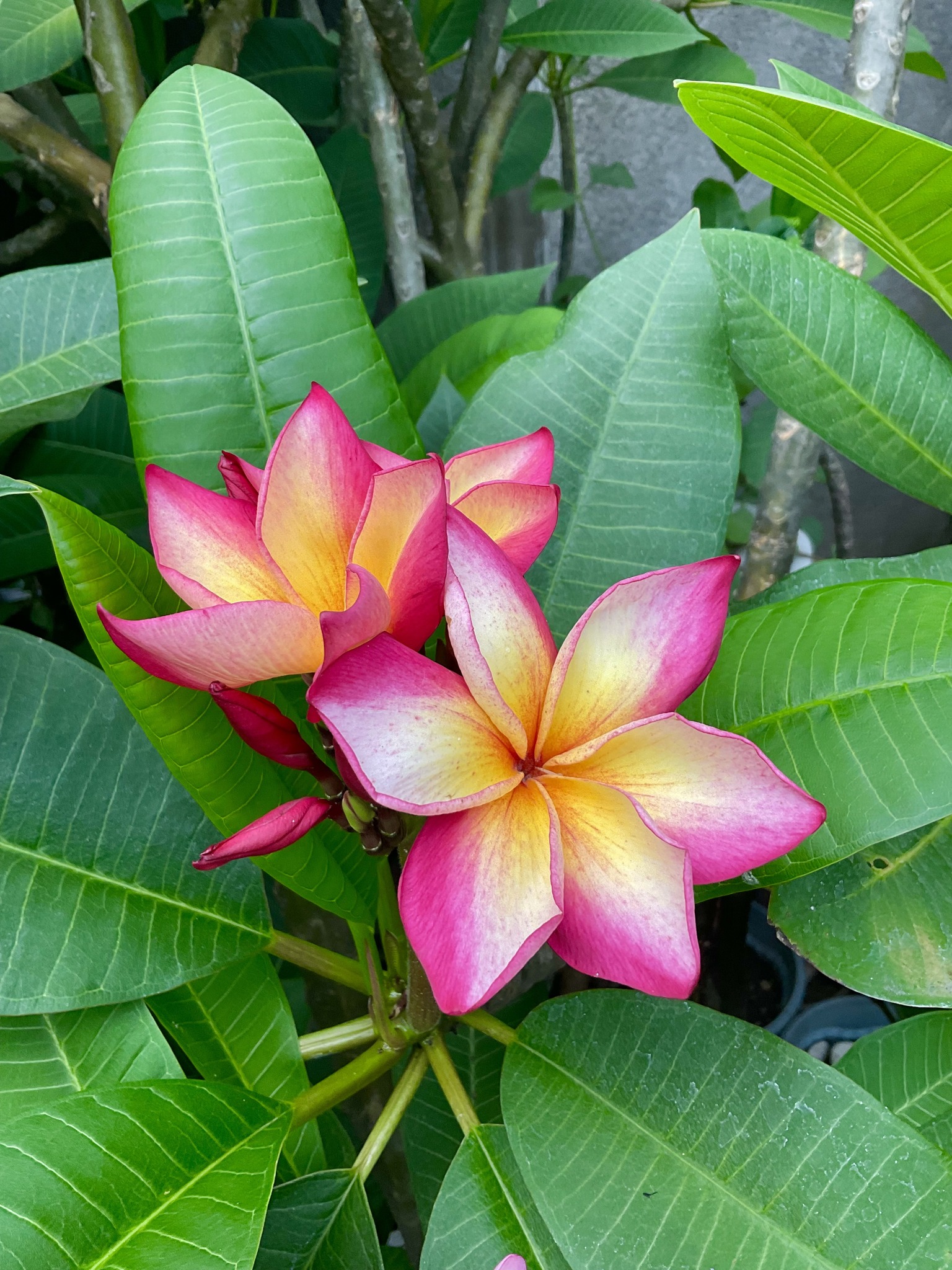 Purple Jade Dragon plumeria plant