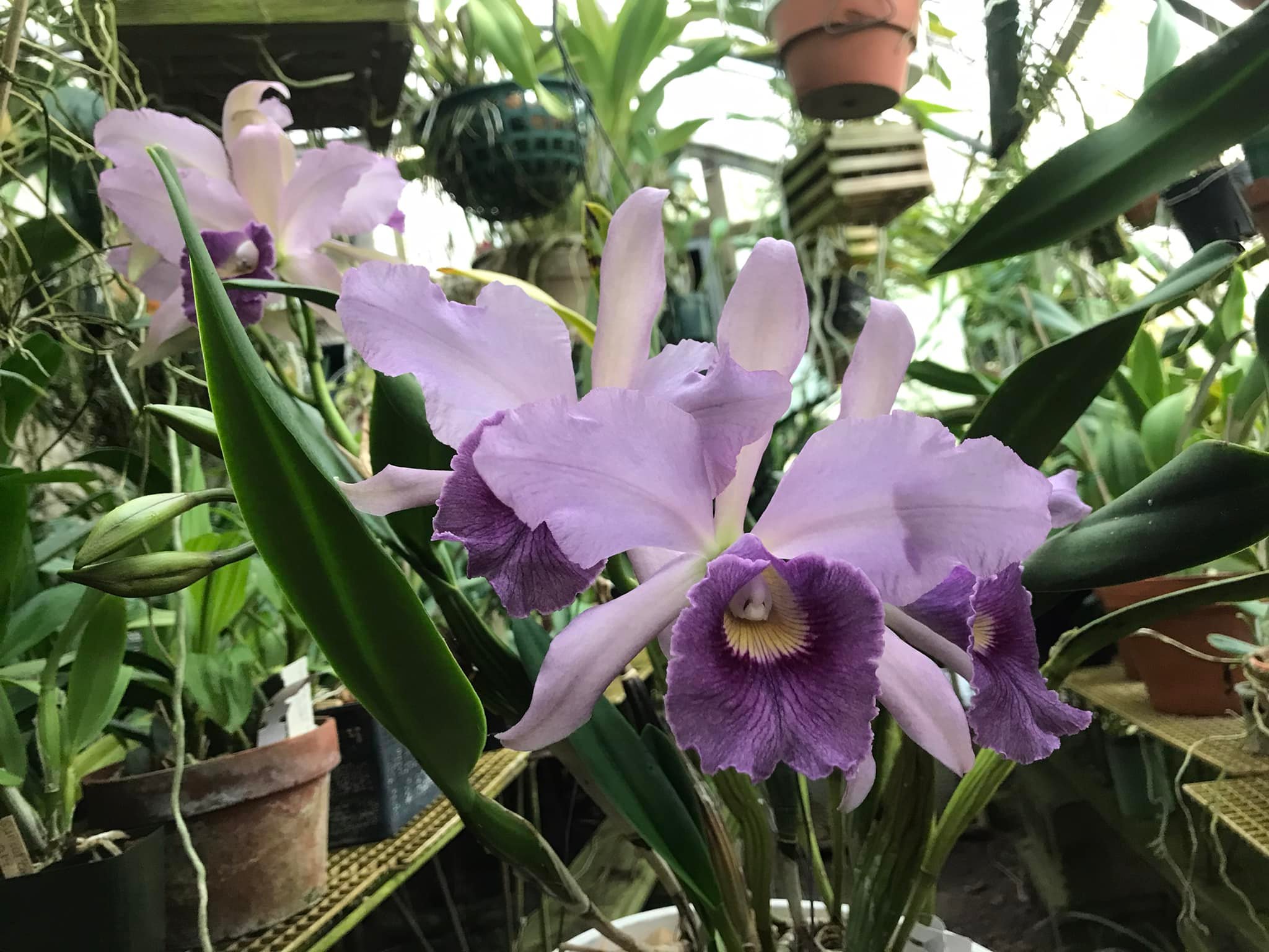 Cattleya Canhamiana 'Azure Skies'
