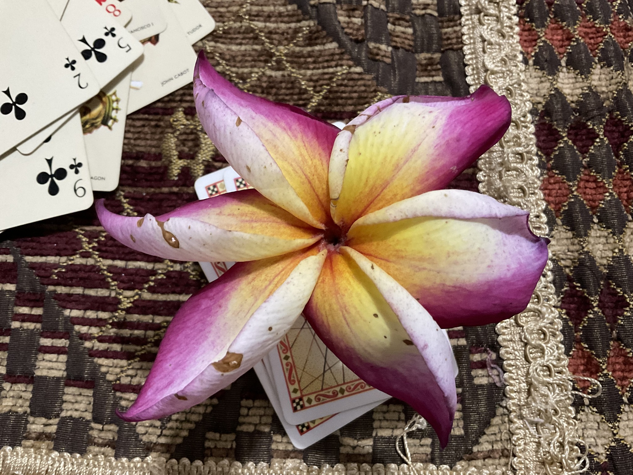 Purple Jade Dragon plumeria plant