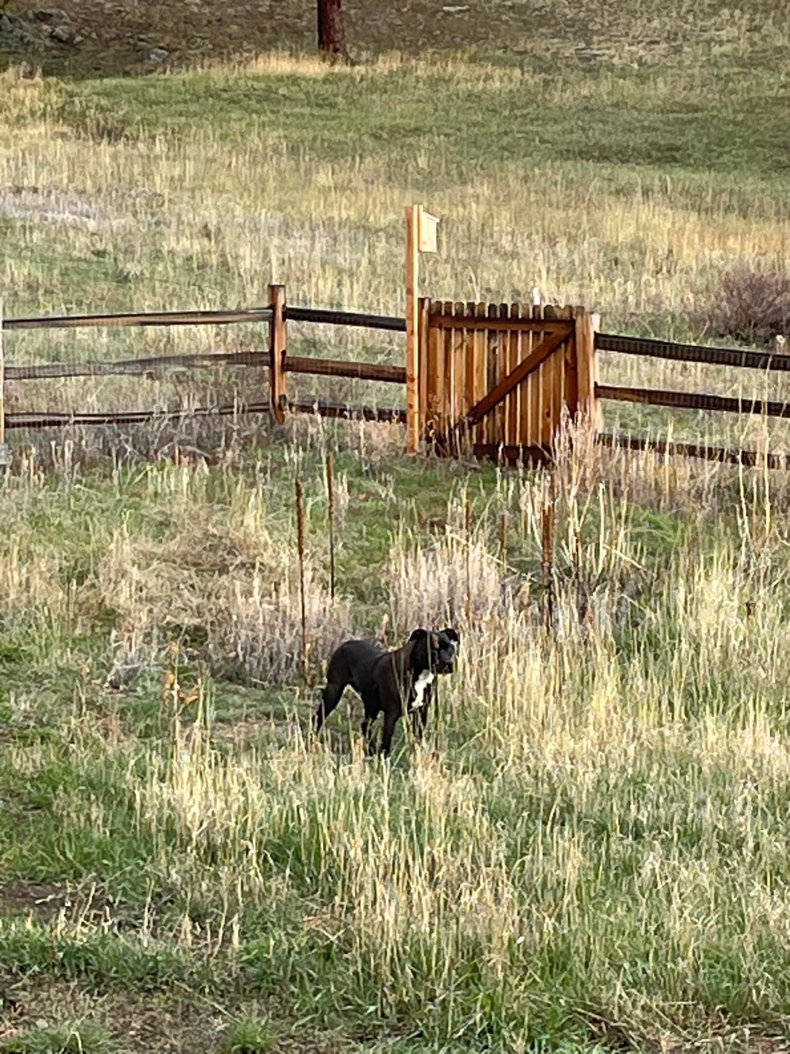 adrianne klower 2 dogs are roaming around Vandever West neighborhood (101st and Aspen). They look like bully breeds. 1 is white and 1 is grey Anti-Glutathione-S-Transferase (GST) antibody Gst منتجات كورية للتفتيح Size:60 TB