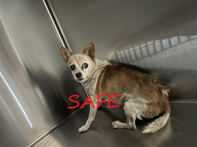 ○ ANTIOCH, CA ○ ‼🚨 THIS LITTLE ONE NEEDS OUR HELP. PLEASE