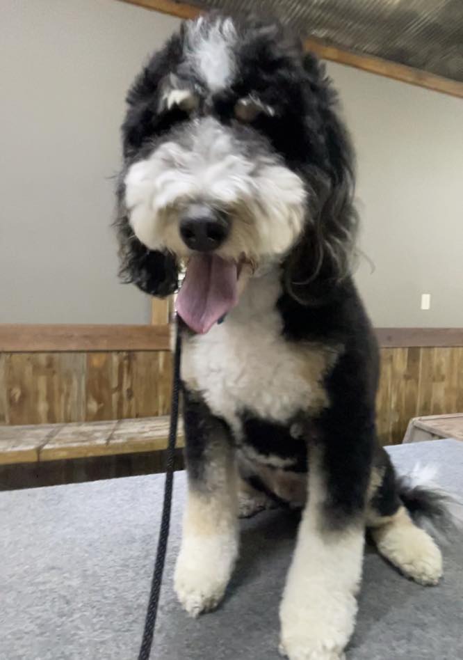 Dynamic K-9 - Meet DK9’s newest student, Howard the 3 year... | Facebook
