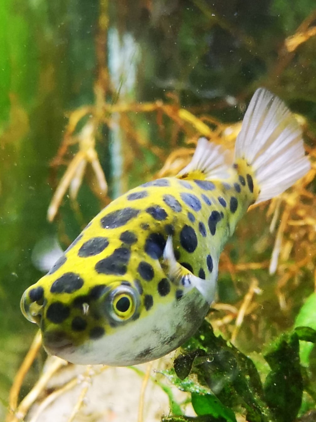 New Zealand Fish Keepers | I'm looking at making an outdoor pond | Facebook