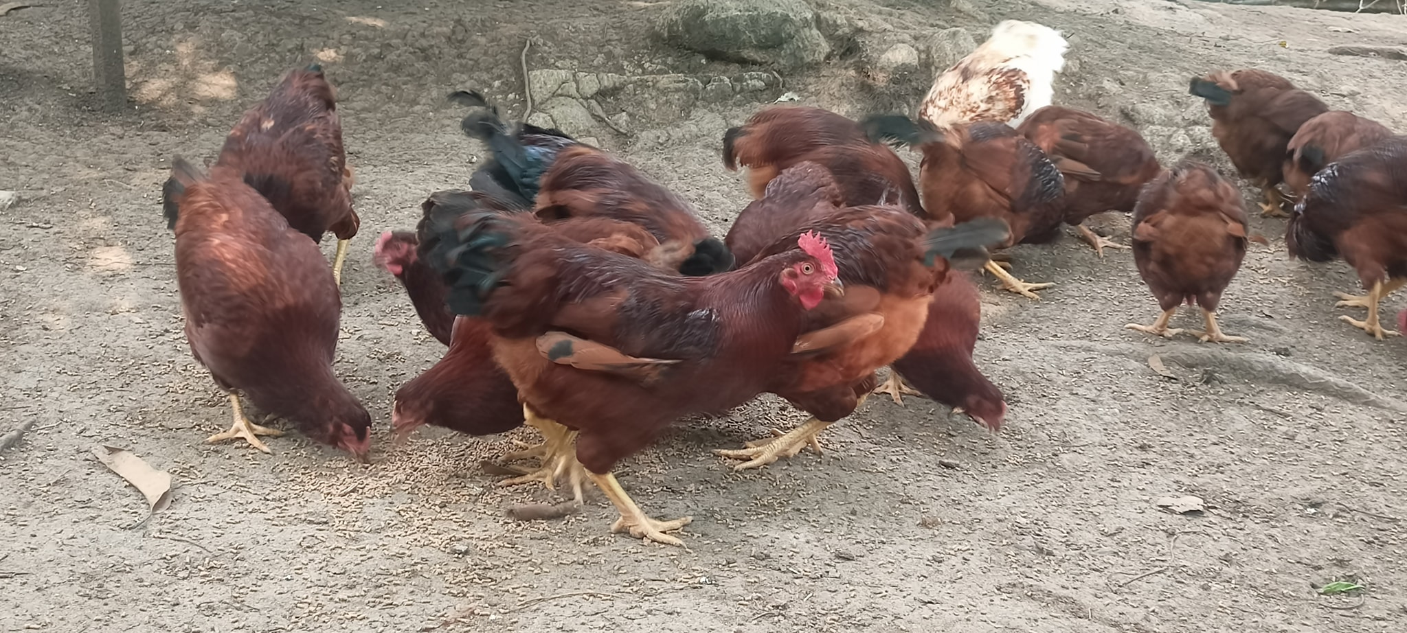 KC Free RANGE Chicken | Pigkawayan