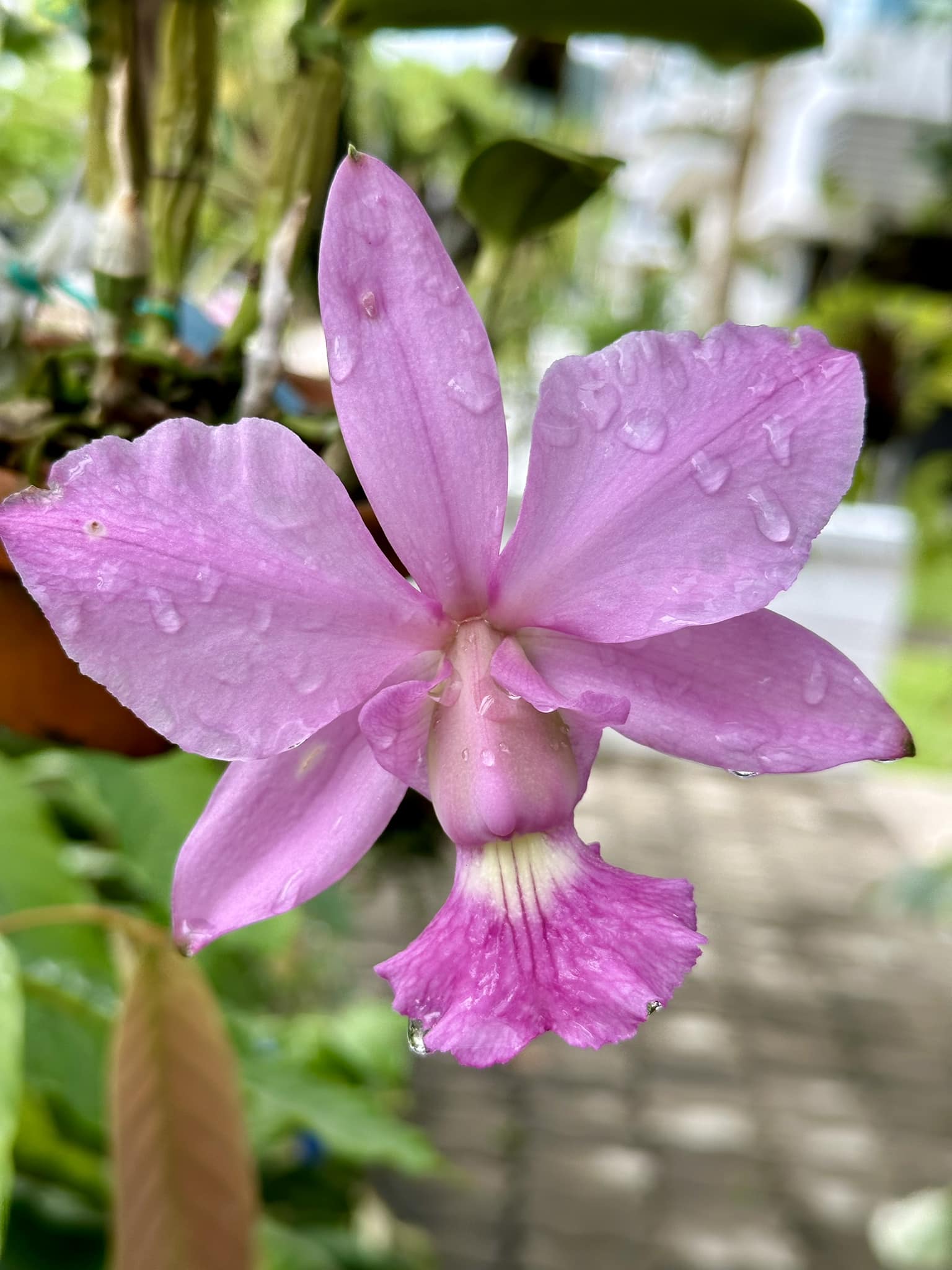 Cattleya walkeriana f.aquinii 'Gifu' (MC) in full bloom. Fragrant