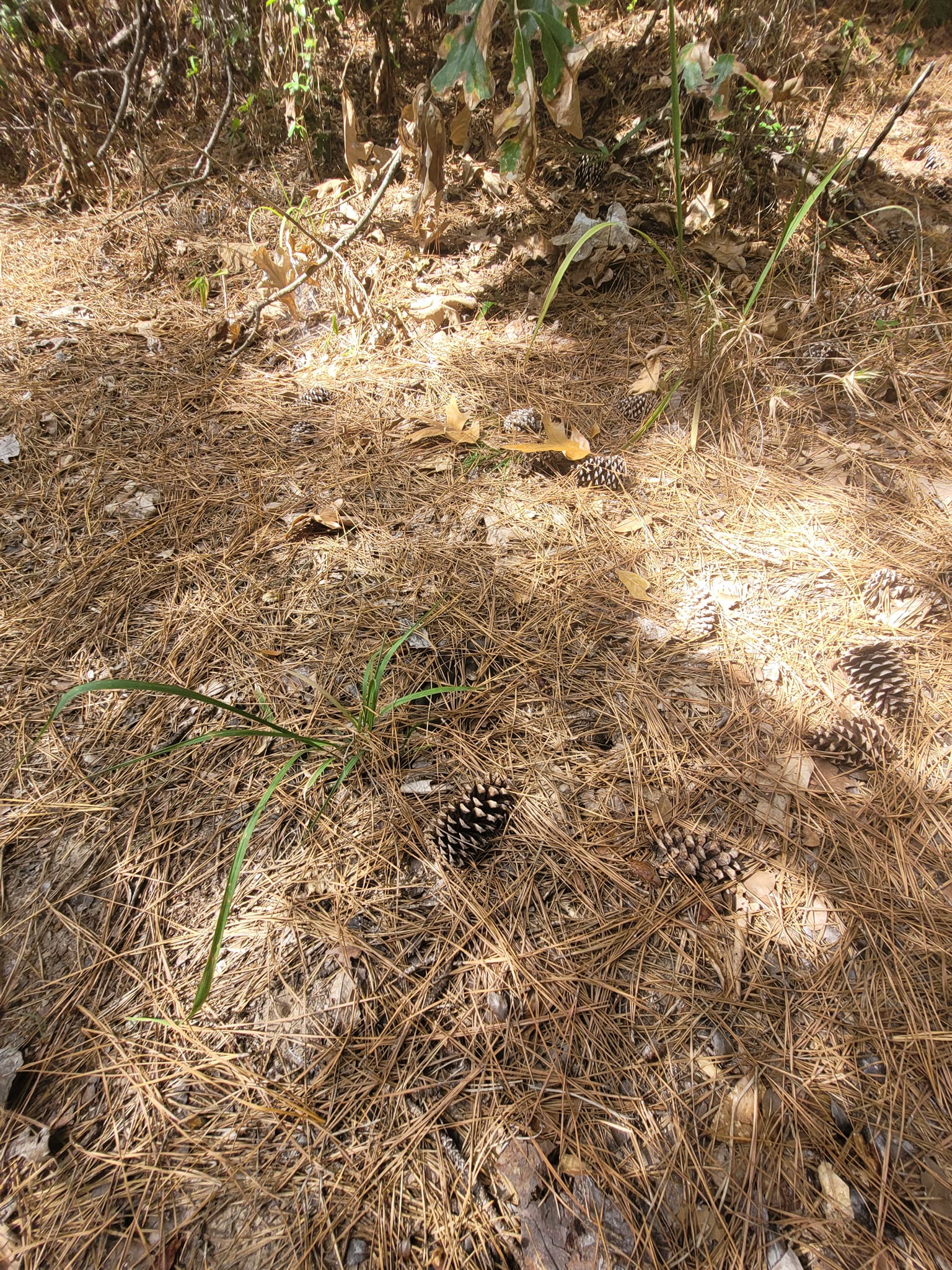 Find the snake in the image