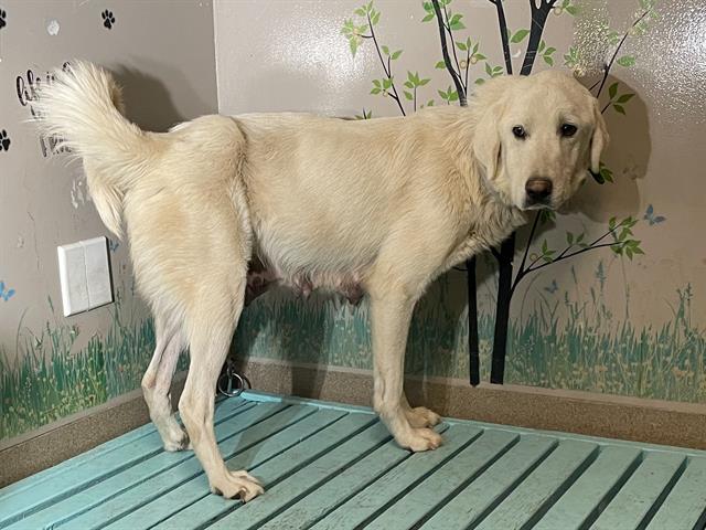 Rescued Great Pyrenees Ava at Ventura County shelter