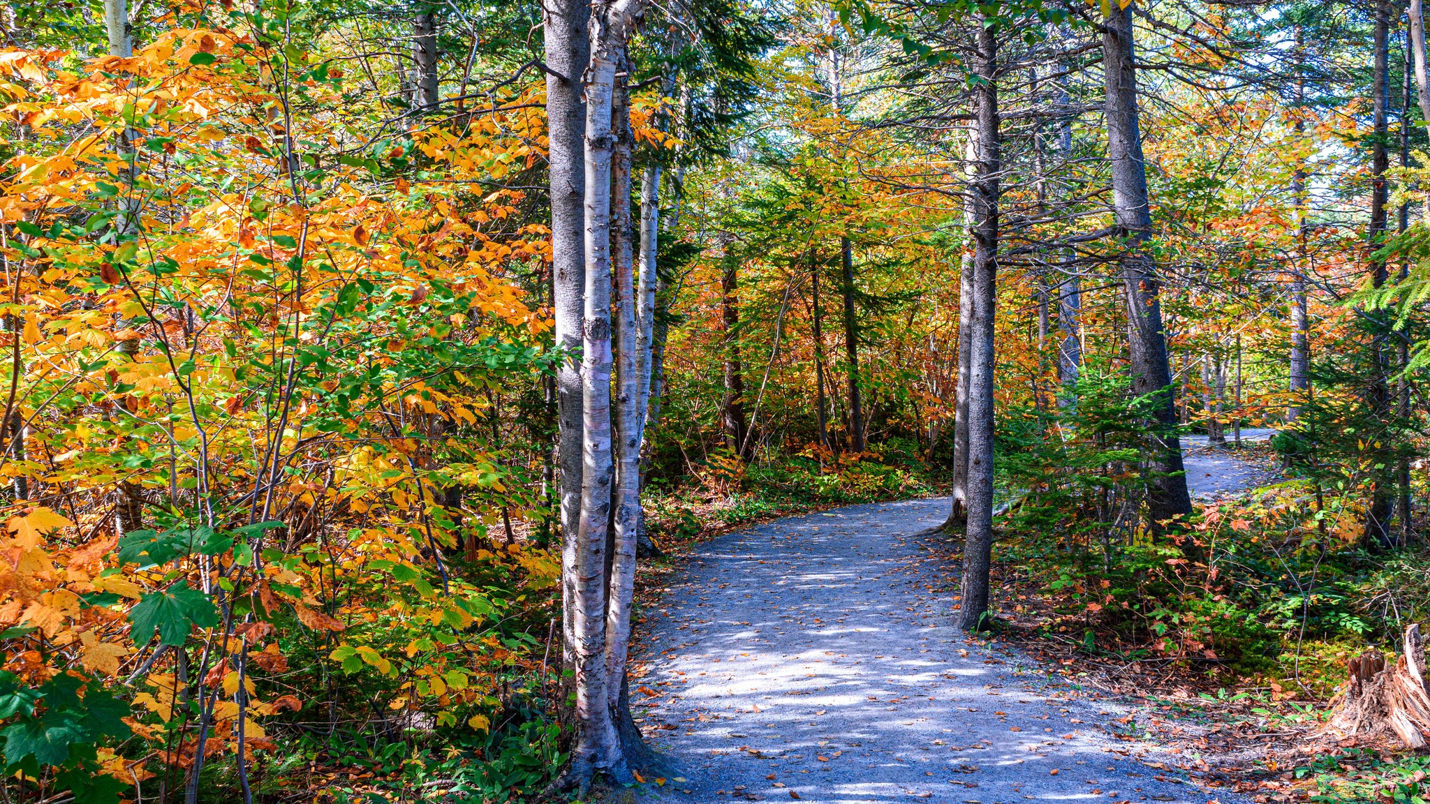 Canadian Landscapes | Corner Brook, Newfoundland and Mill Stream Park ...
