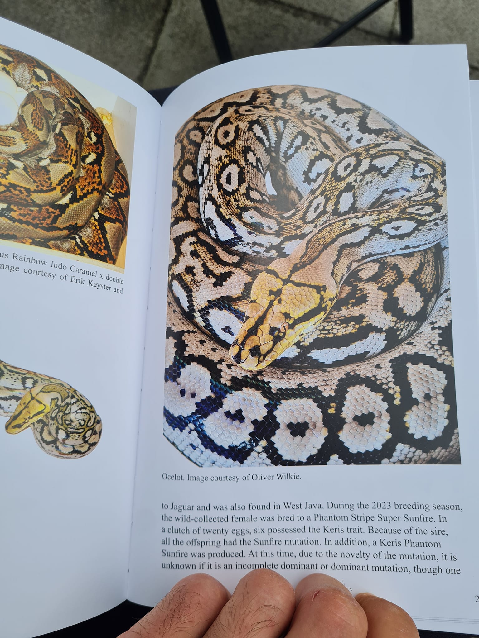 Retic snakes featured from the USA