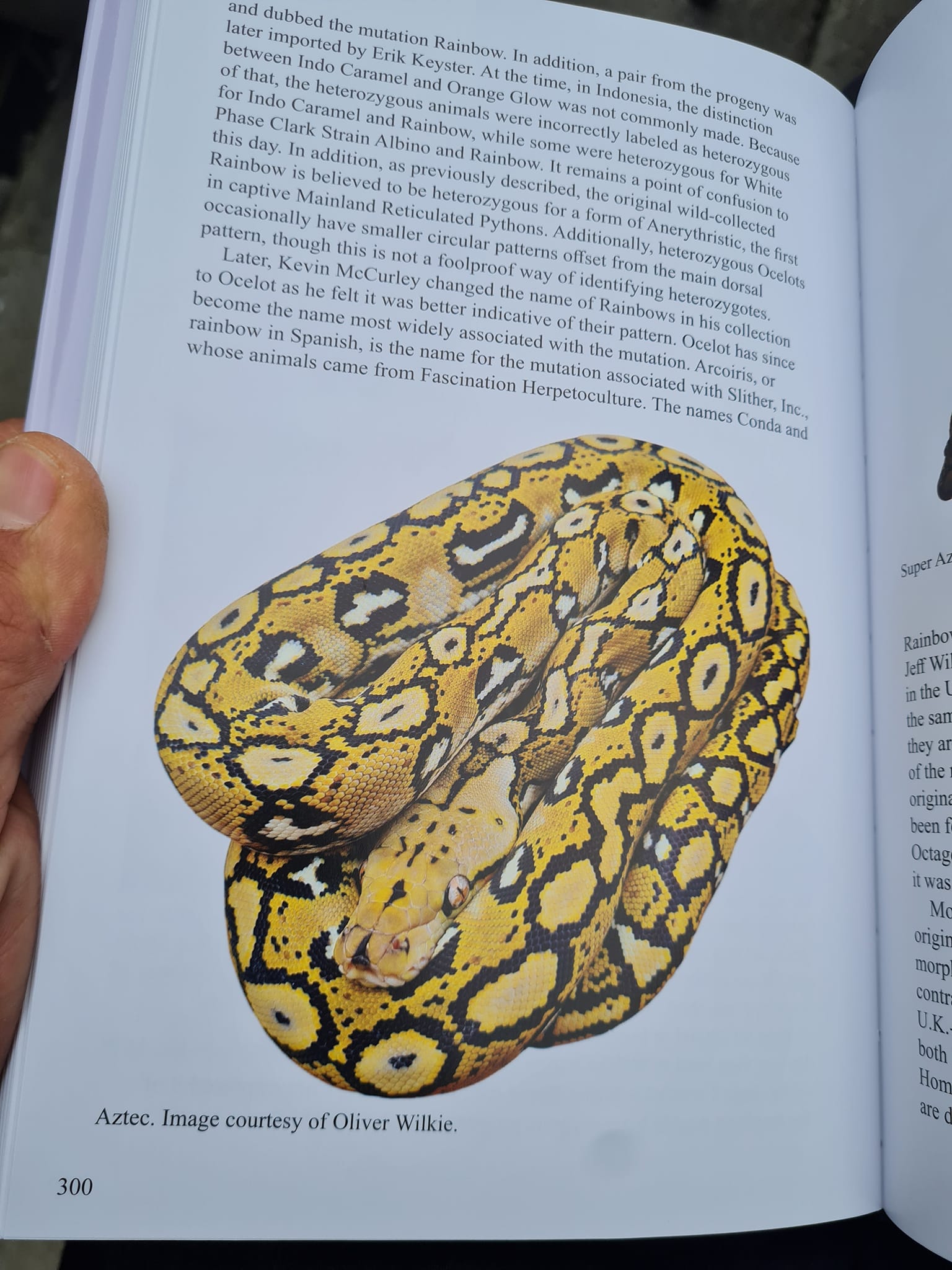 THE COMPLETE RETICULATED PYTHON 洋書 図鑑 THE COMPLETE RETICULATED