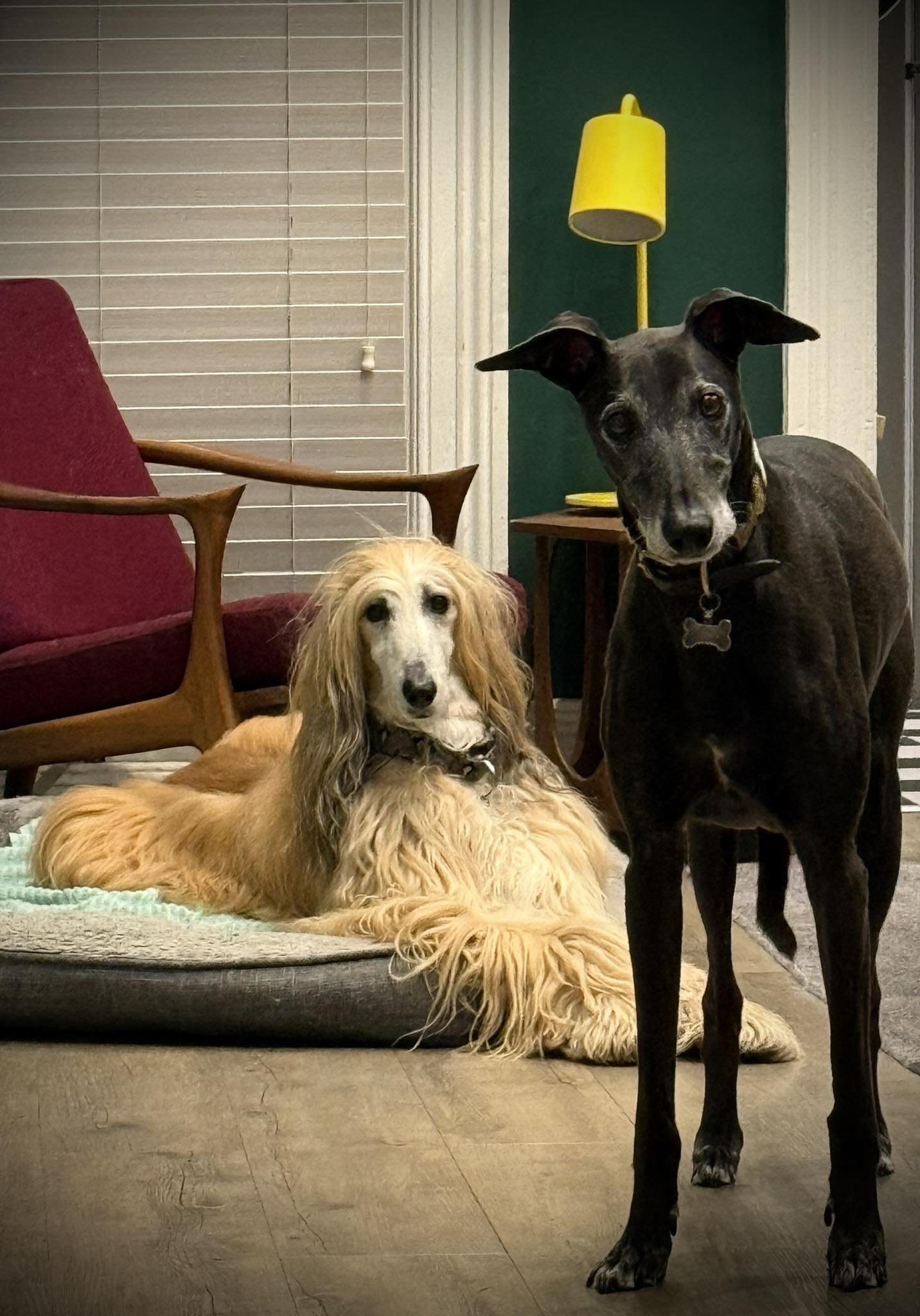 Adorable Afghan hound puppy Jay-Z in Riverdale