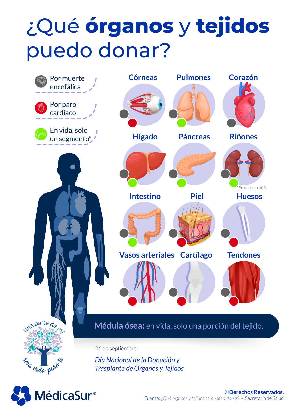 Médica - ¡Un donante puede salvar a 7 personas! También mejorar la ...