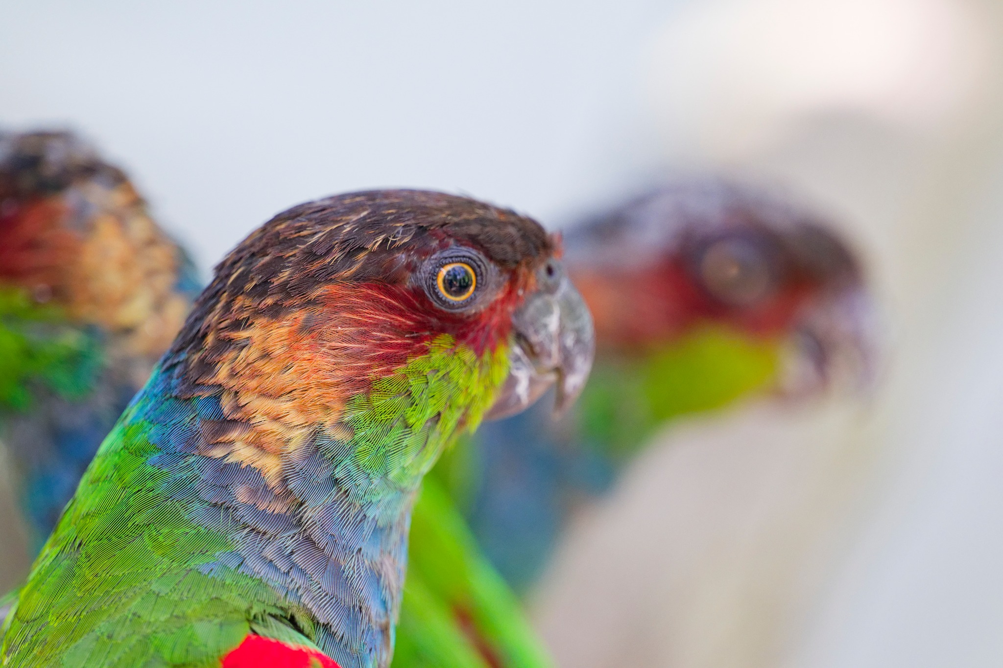 What species is this colorful bird in Iguazu Parque das Aves?