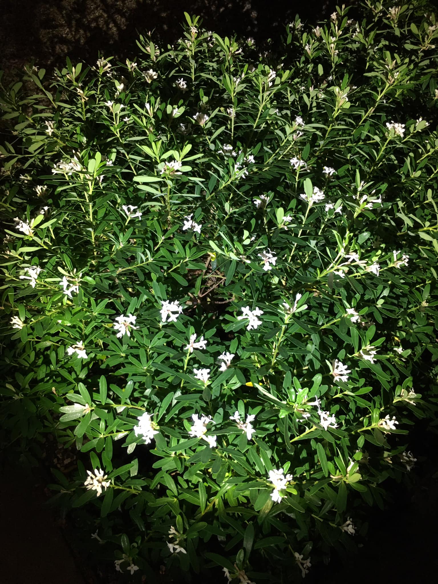 ID please. Edit: Thanks everyone! Jasmine it is!!
