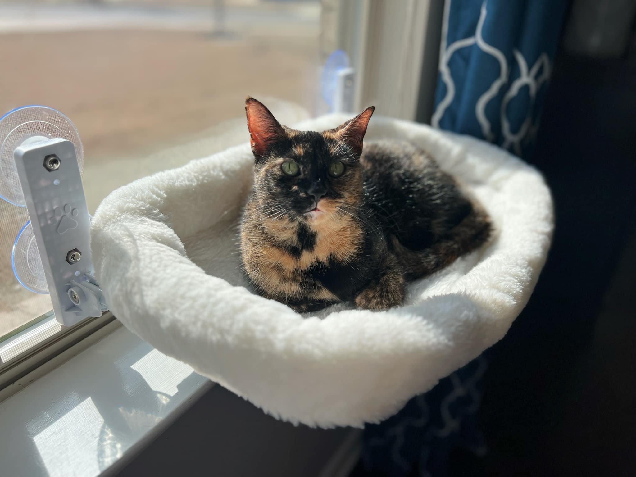 Best cat window bed with zip-off feature