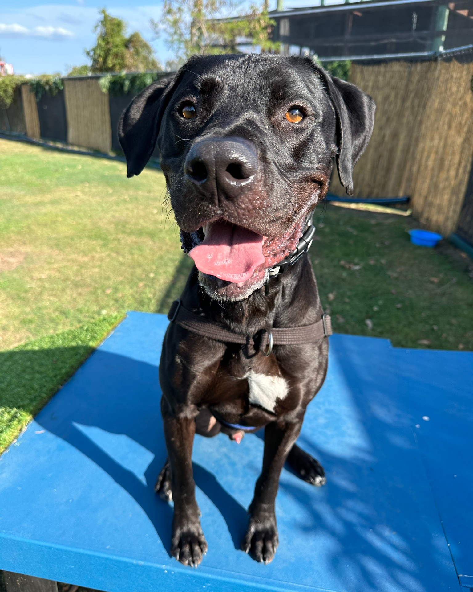 RSPCA QLD - ️Rescue is our favourite breed and these guys... | Facebook