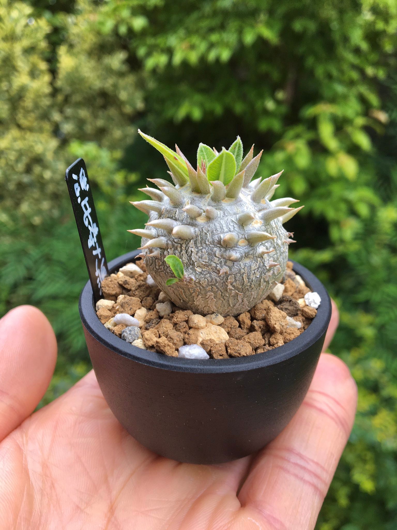 Chubby pachypodium succulent grown from seed