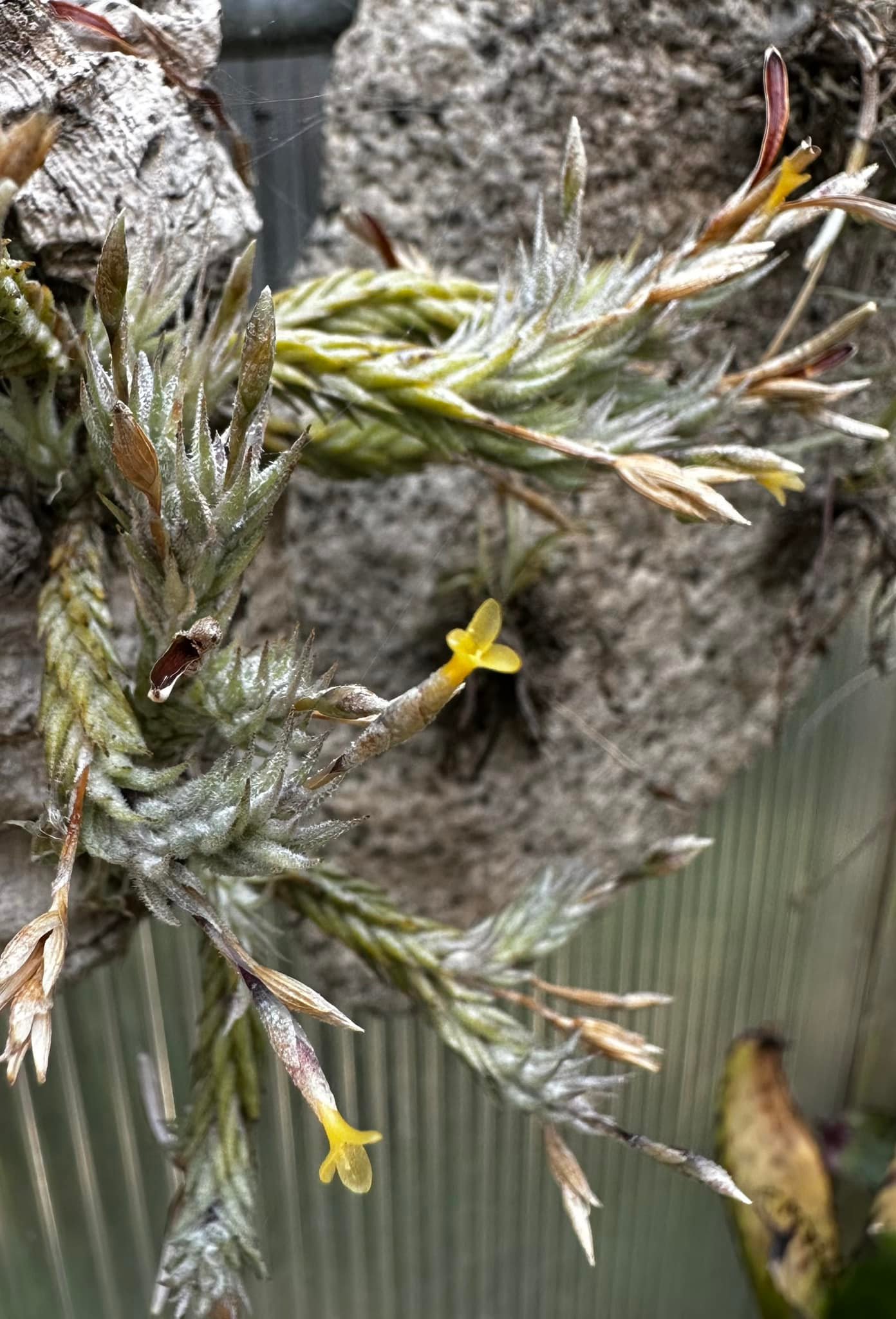 Tillandsia pedicellata (in full bloom)
